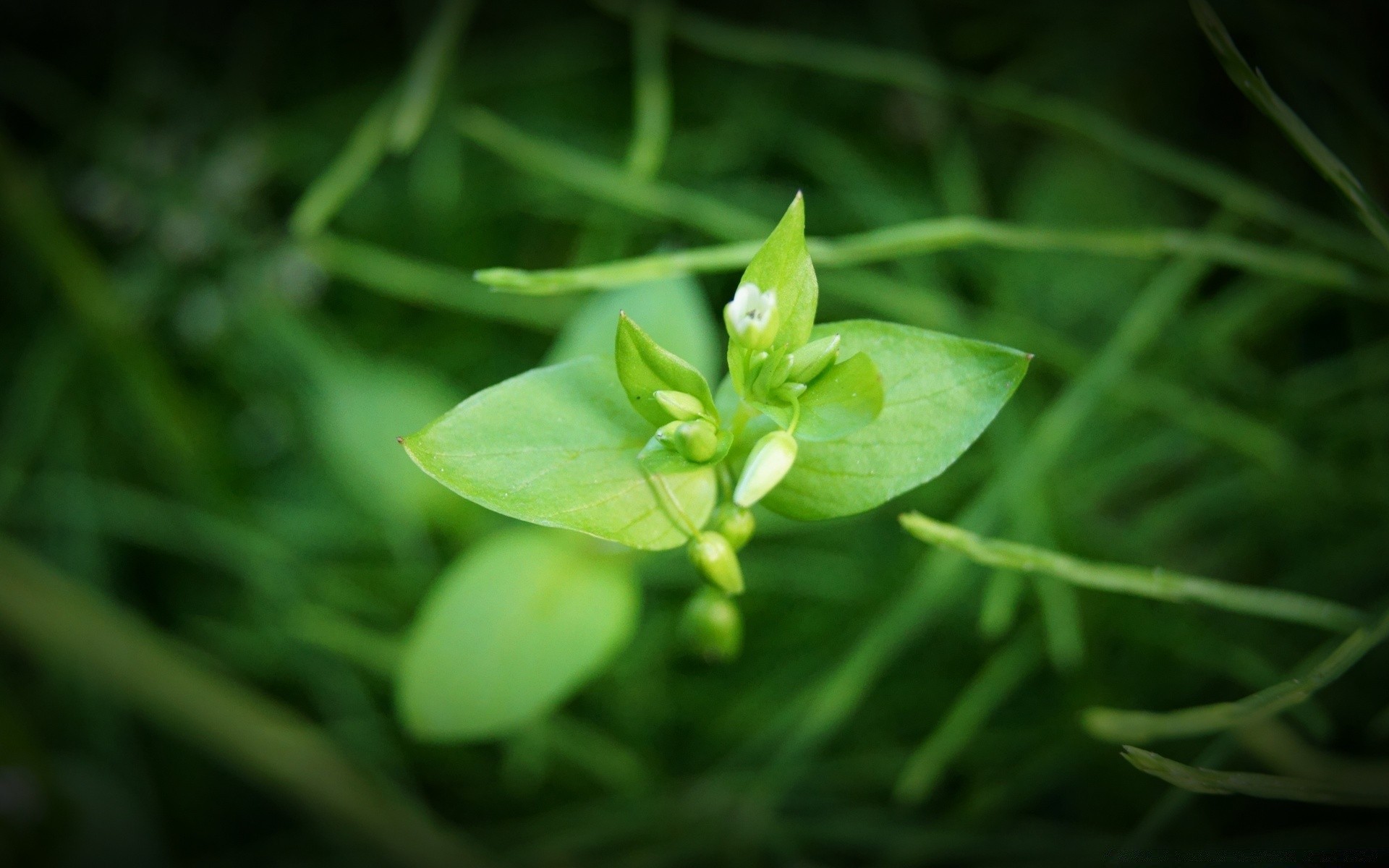 bahar yaprak doğa flora büyüme bahçe yağmur yaz açık havada çimen