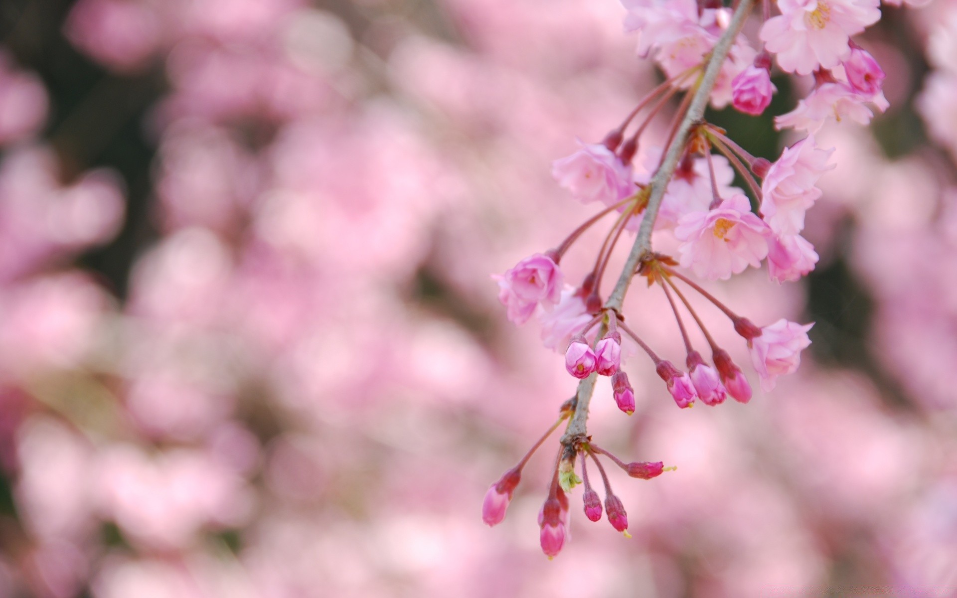 primavera fiore di ciliegio natura flora giardino albero ramo foglia fiore petalo stagione all aperto floreale estate delicato luminoso crescita parco buddy