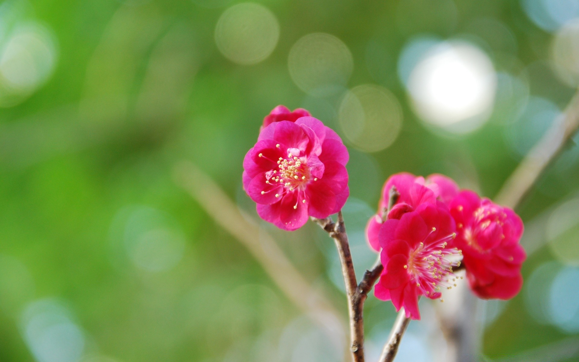 printemps nature feuille flore été à l extérieur fleur croissance jardin gros plan lumineux