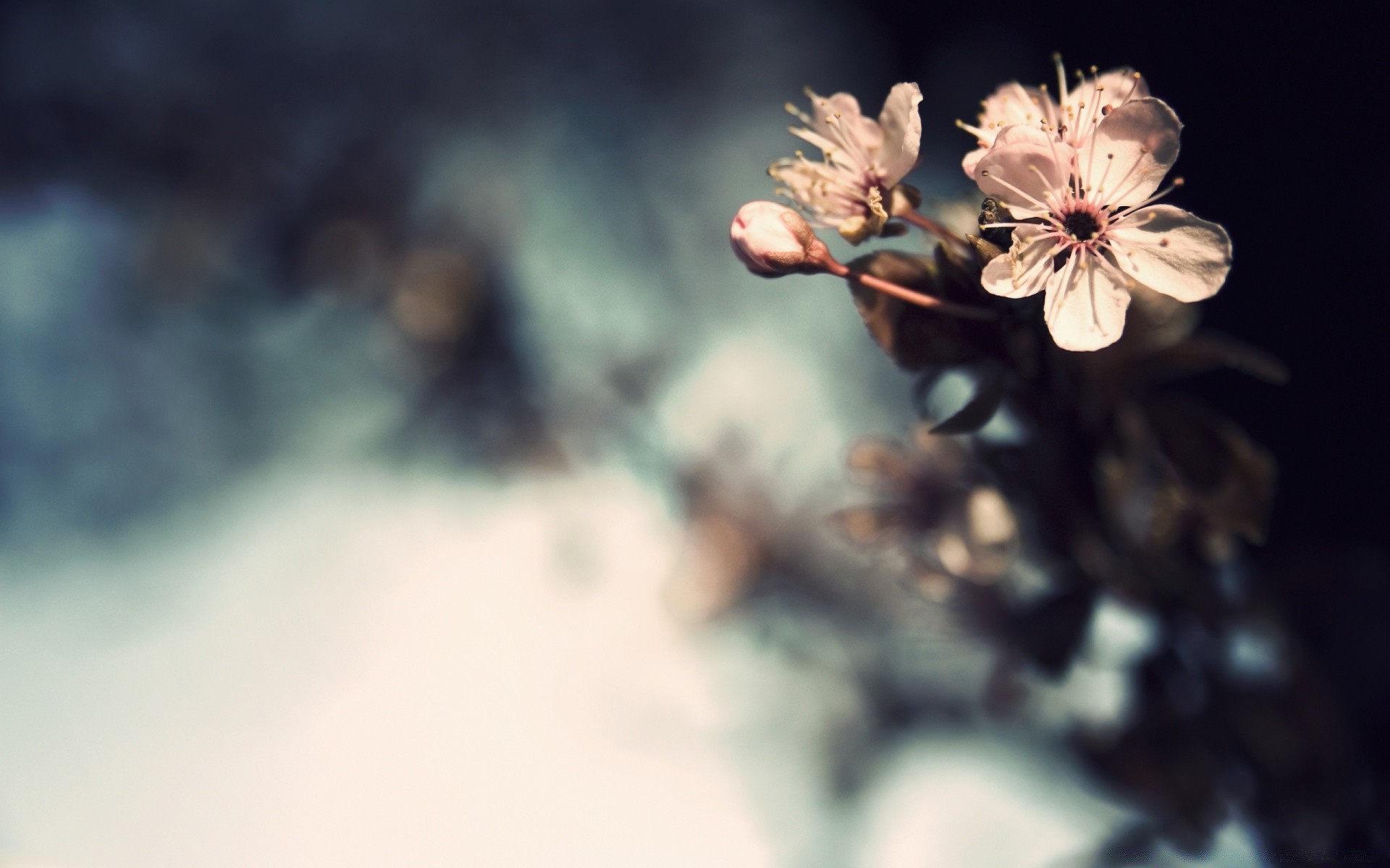 spring flower blur nature outdoors flora leaf apple summer