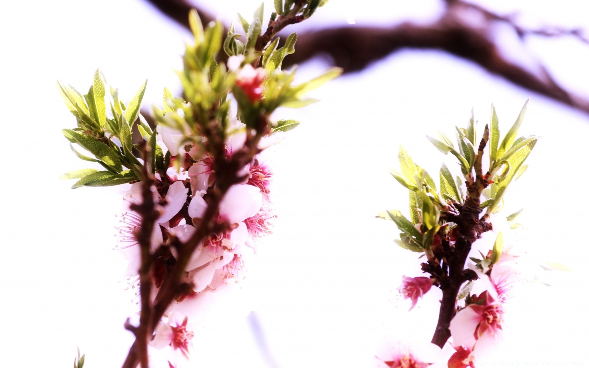 spring flower nature tree branch flora blooming bud leaf close-up garden floral cherry petal season growth summer