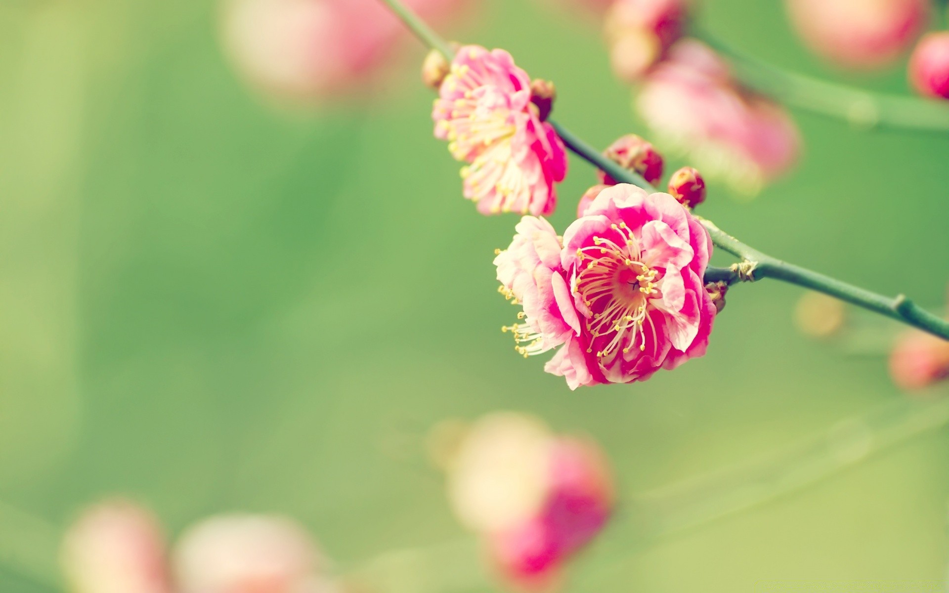 bahar doğa çiçek flora bahçe yaz yaprak büyüme renk parlak yakın çekim açık havada petal çiçek bulanıklık