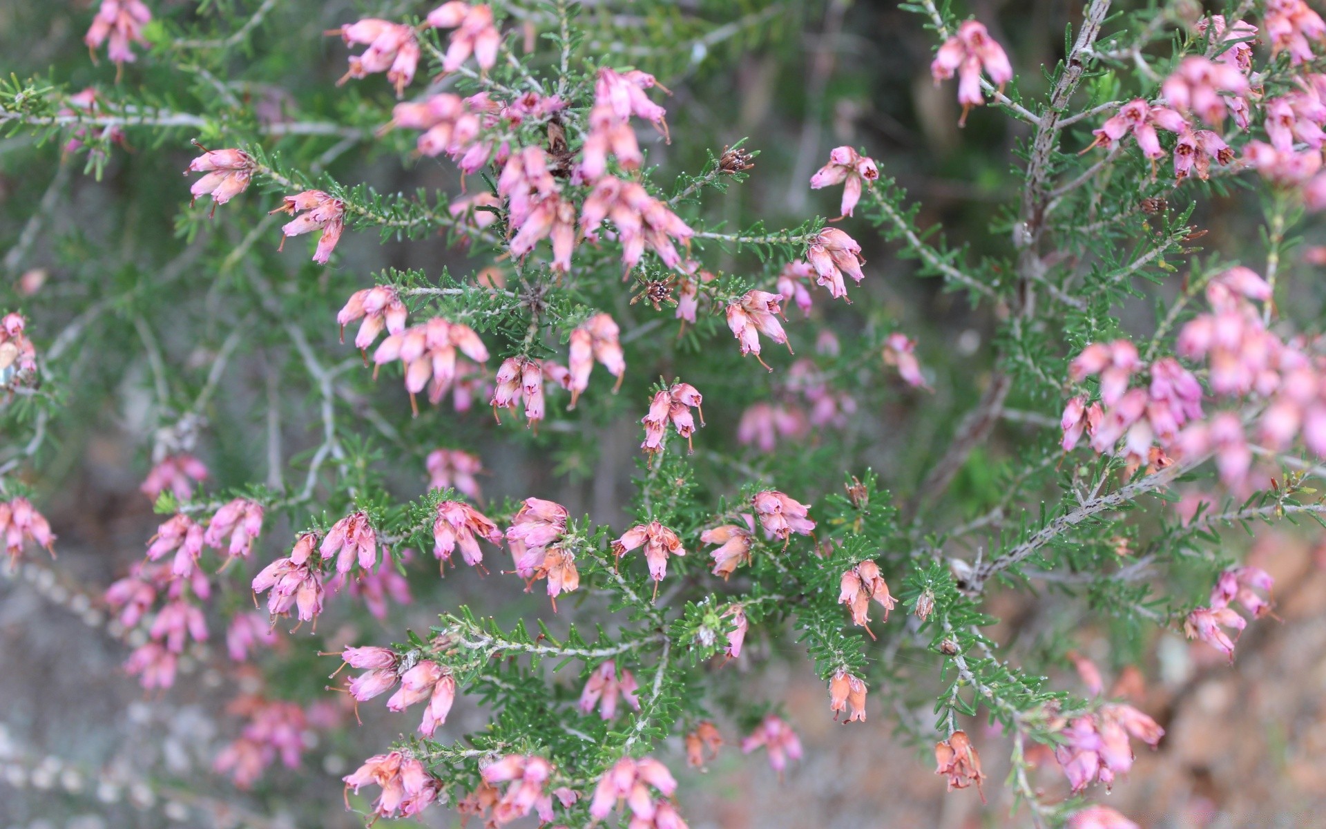 spring nature flower tree flora season branch wild outdoors garden leaf shrub color wood evergreen floral close-up blooming heath summer