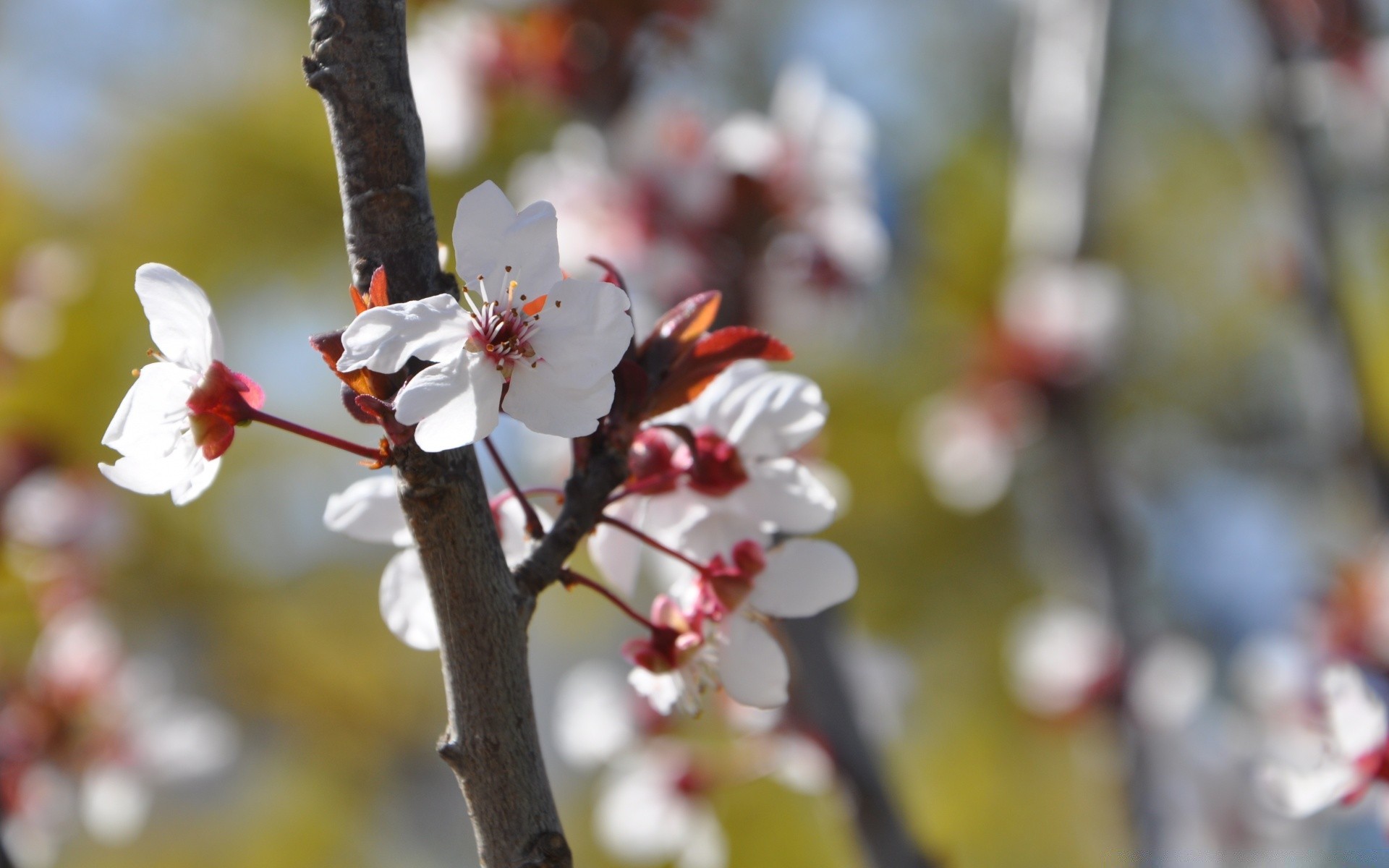 wiosna natura drzewo kwiat wiśnia oddział na zewnątrz jabłko liść wzrost sezon ogród flora jasny park