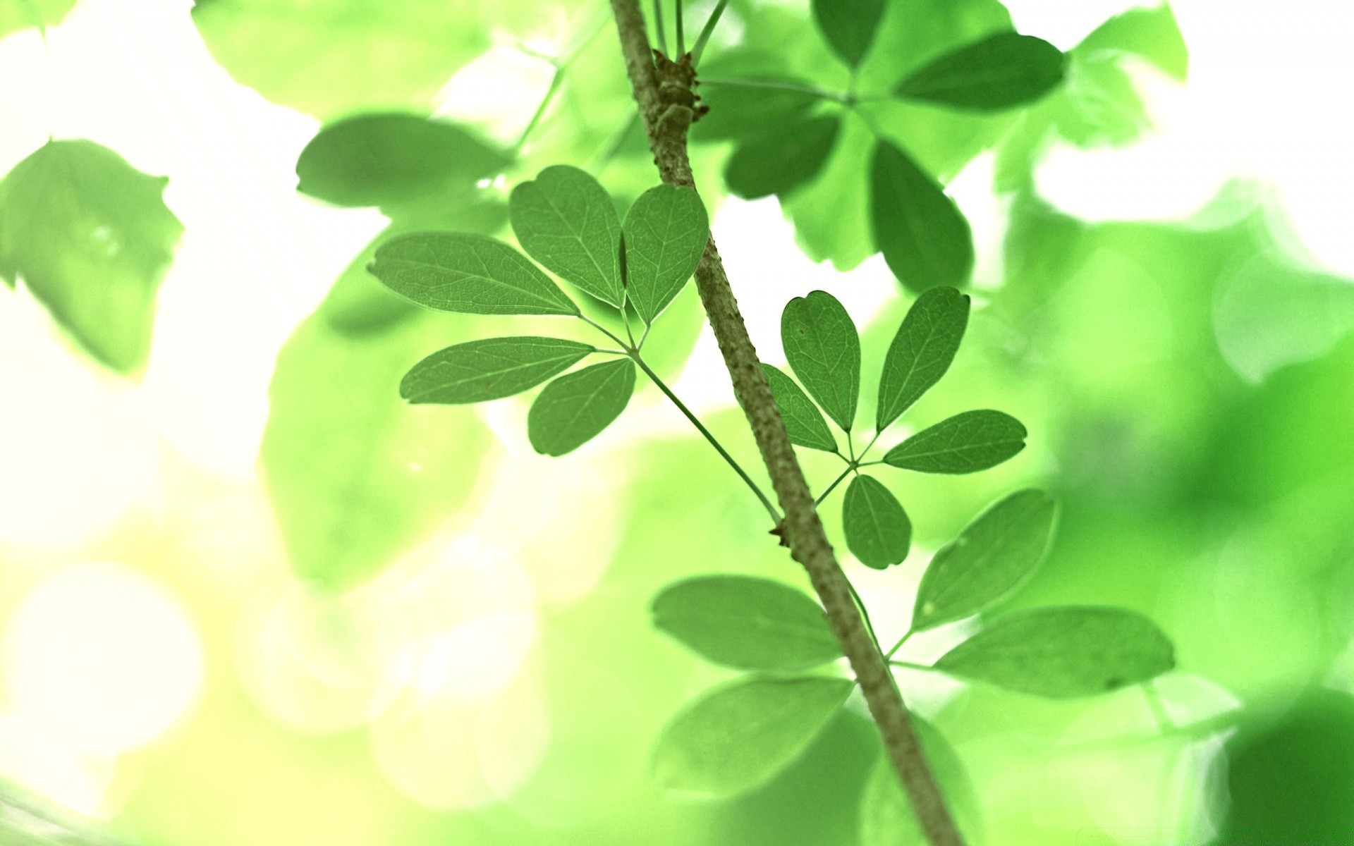 frühling blatt flora natur garten wachstum schließen desktop frische sommer medium zweig klee blume hell