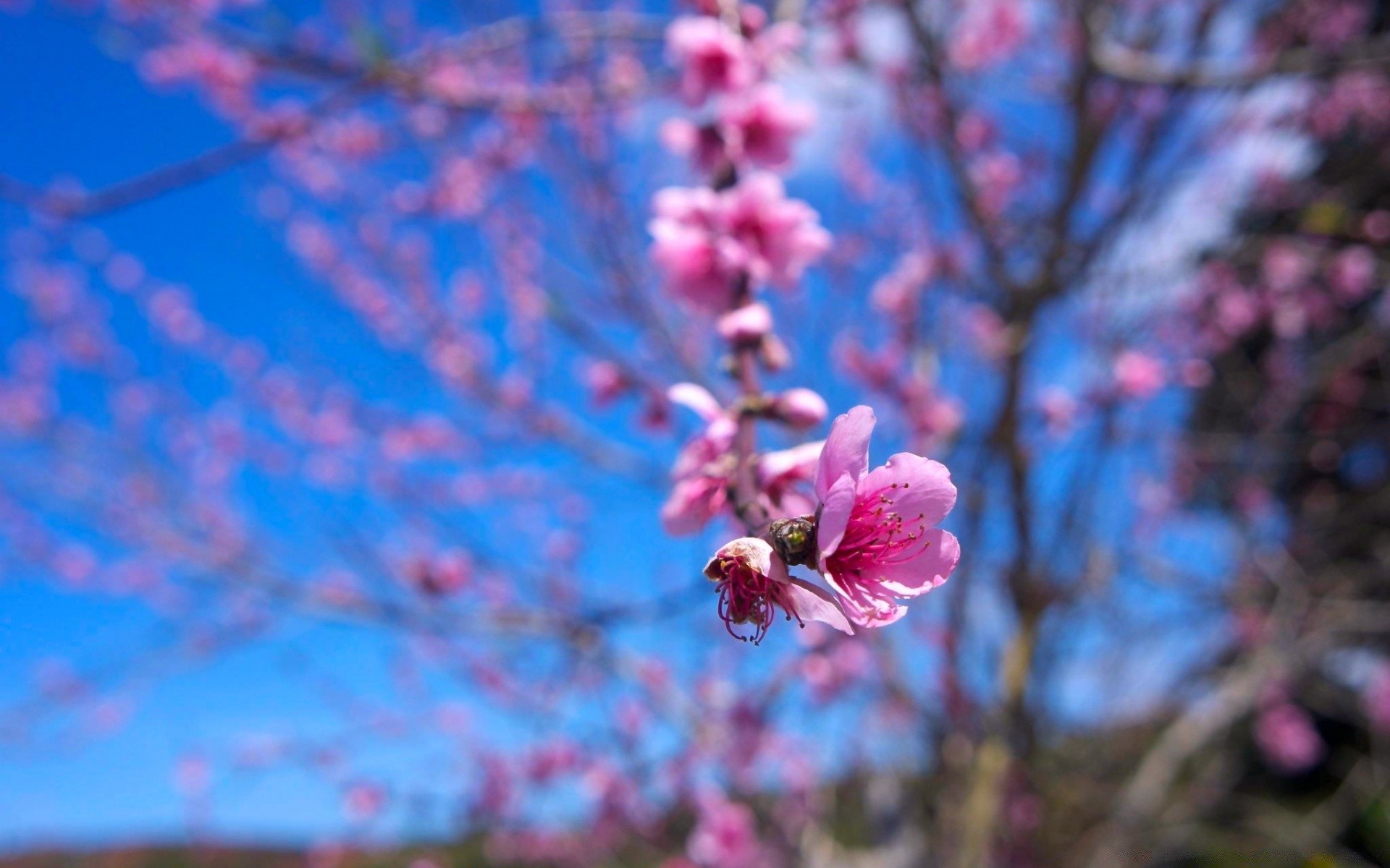 printemps fleur arbre branche flore nature saison jardin cerise à l extérieur bluming pétale croissance couleur lumineux copain feuille