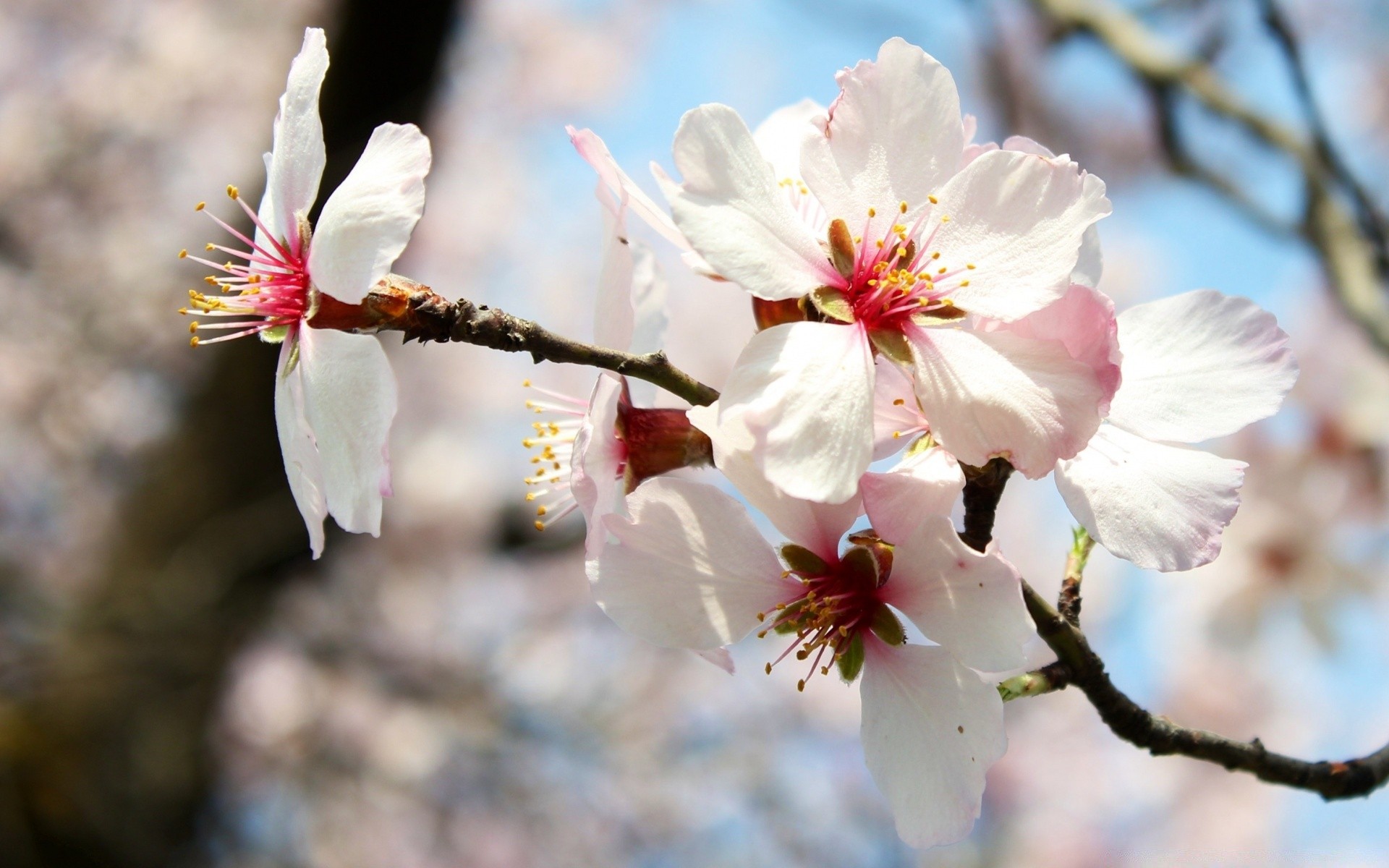 primavera flor cereja árvore ramo natureza flora amigo maçã ameixa pêssego crescimento ao ar livre pétala jardim blooming folha damasco estação primavera