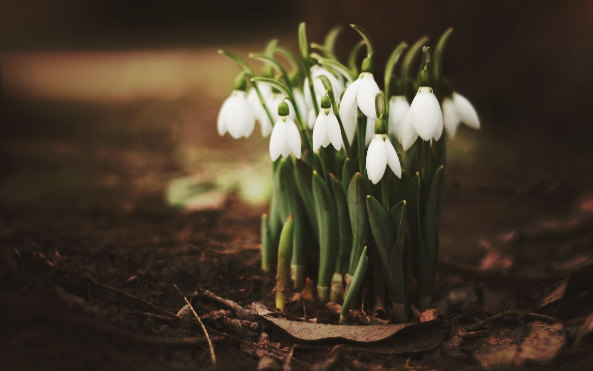 spring nature flower leaf flora wood garden outdoors bud petal season growth close-up blur