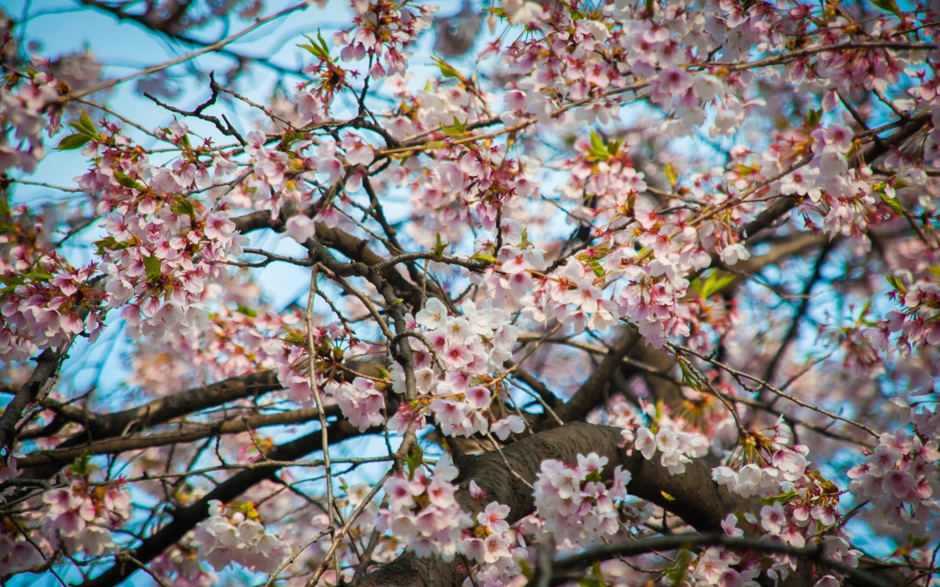 spring cherry flower tree branch season flora nature blooming petal floral bud park springtime garden apple growth leaf plum color close-up