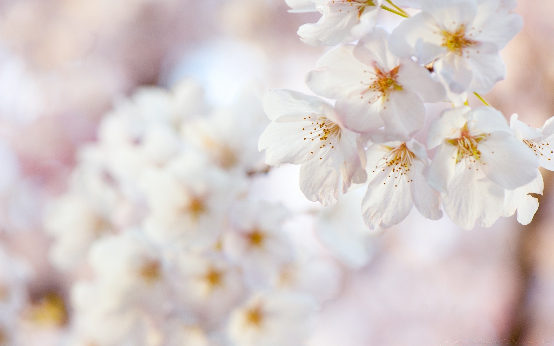 wiosna kwiat natura flora ogród liść sezon bluming wzrost płatek na zewnątrz jasne drzewo wiśnia kwiatowy oddział lato delikatny kolego zbliżenie