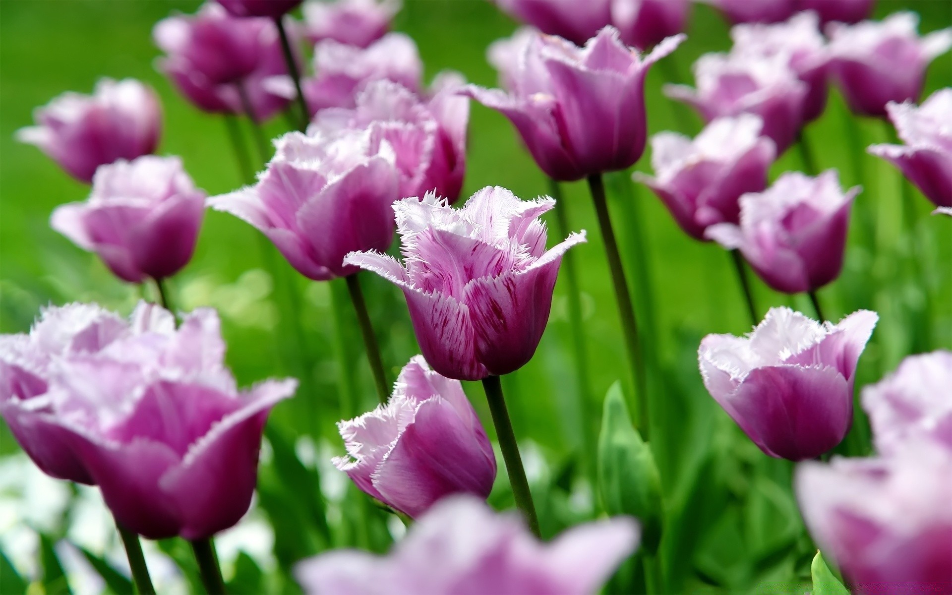 primavera natura tulipano fiore giardino foglia flora estate luminoso all aperto pasqua campo crescita bel tempo colore petalo floreale parco