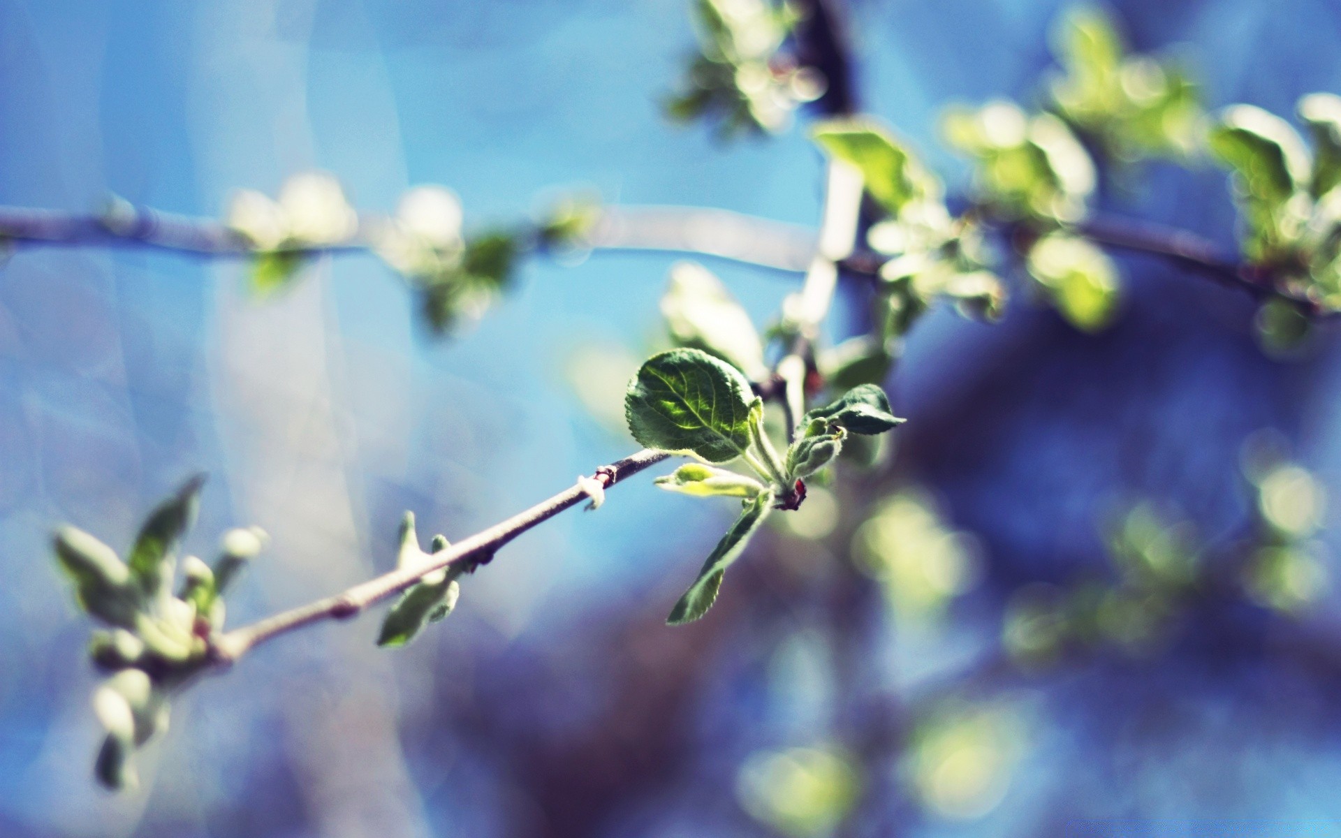 printemps branche arbre nature fleur feuille jardin flore croissance fruits à l extérieur copain flou saison gros plan beau temps pomme été couleur cerise