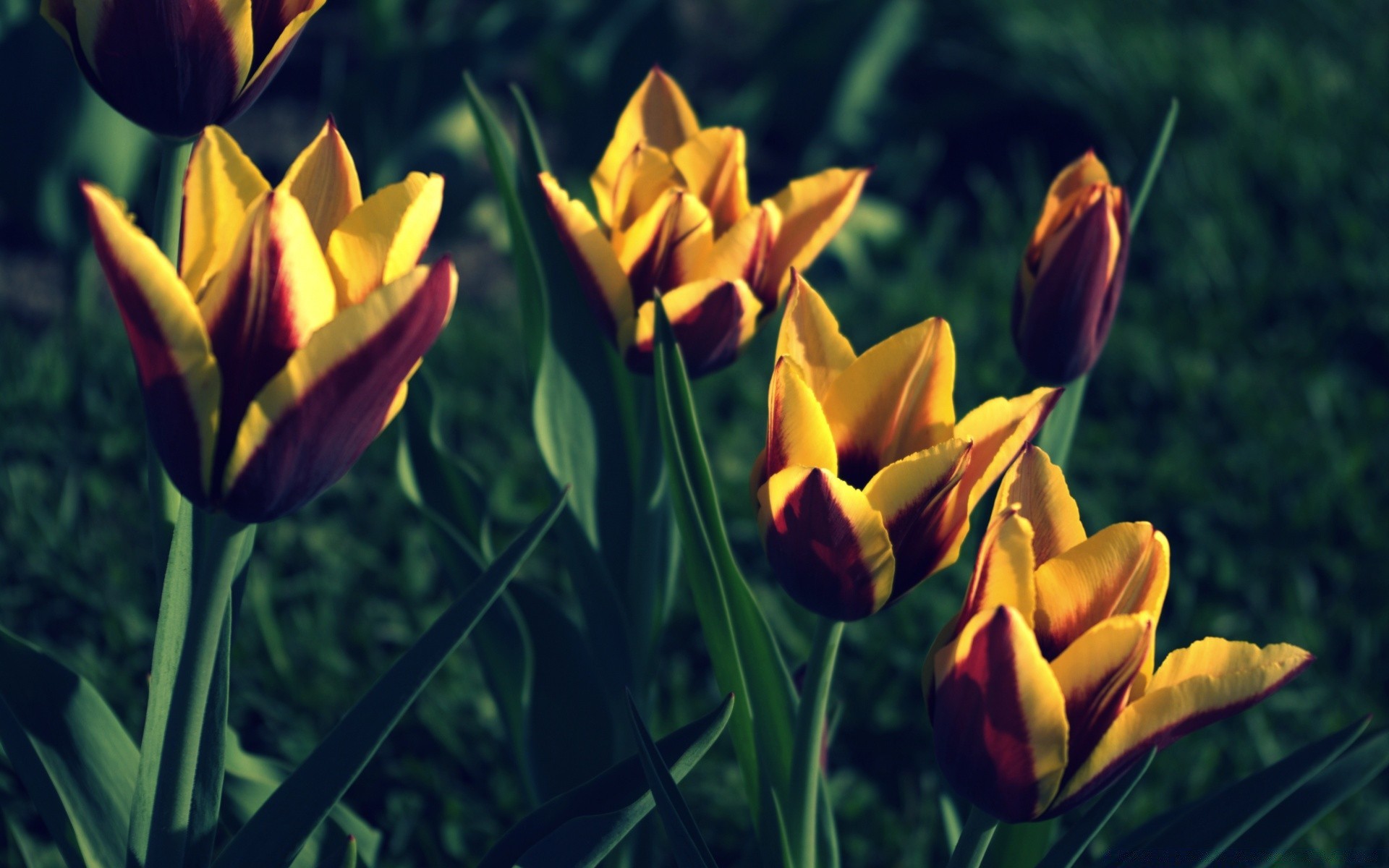 spring tulip nature bright flower summer garden flora leaf easter outdoors fair weather growth color sun grass season