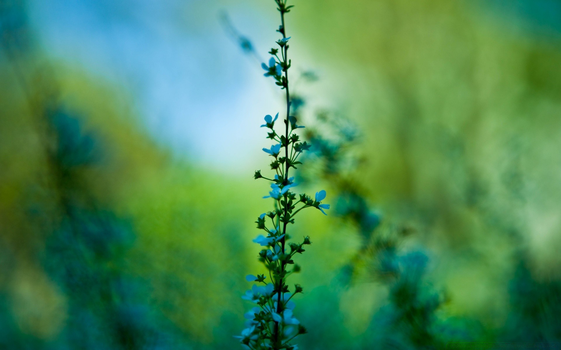 spring leaf nature outdoors summer flower blur flora growth fair weather