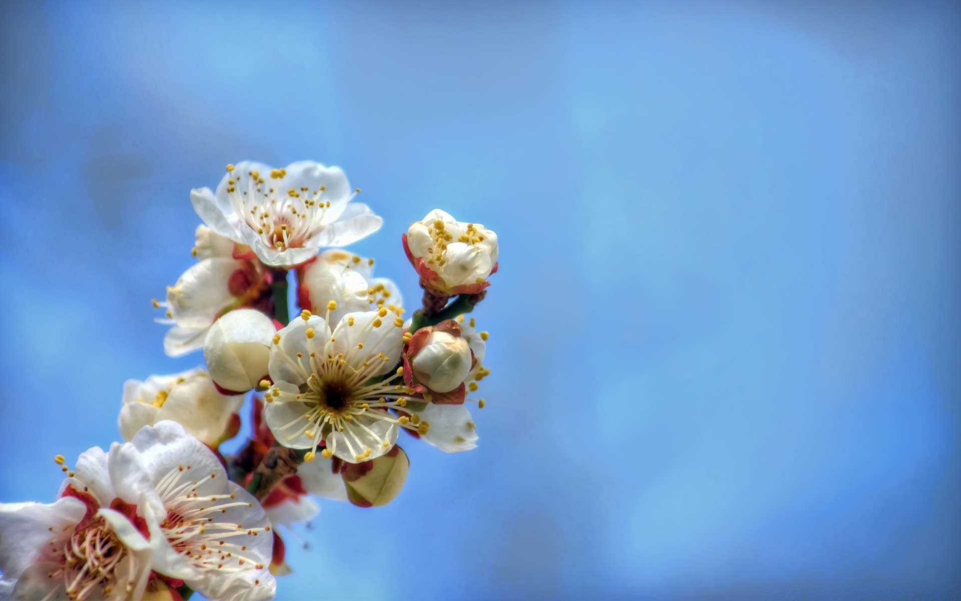 frühling blume natur kirsche flora sommer apfel blatt unschärfe im freien hell wachstum baum garten zweig farbe gutes wetter