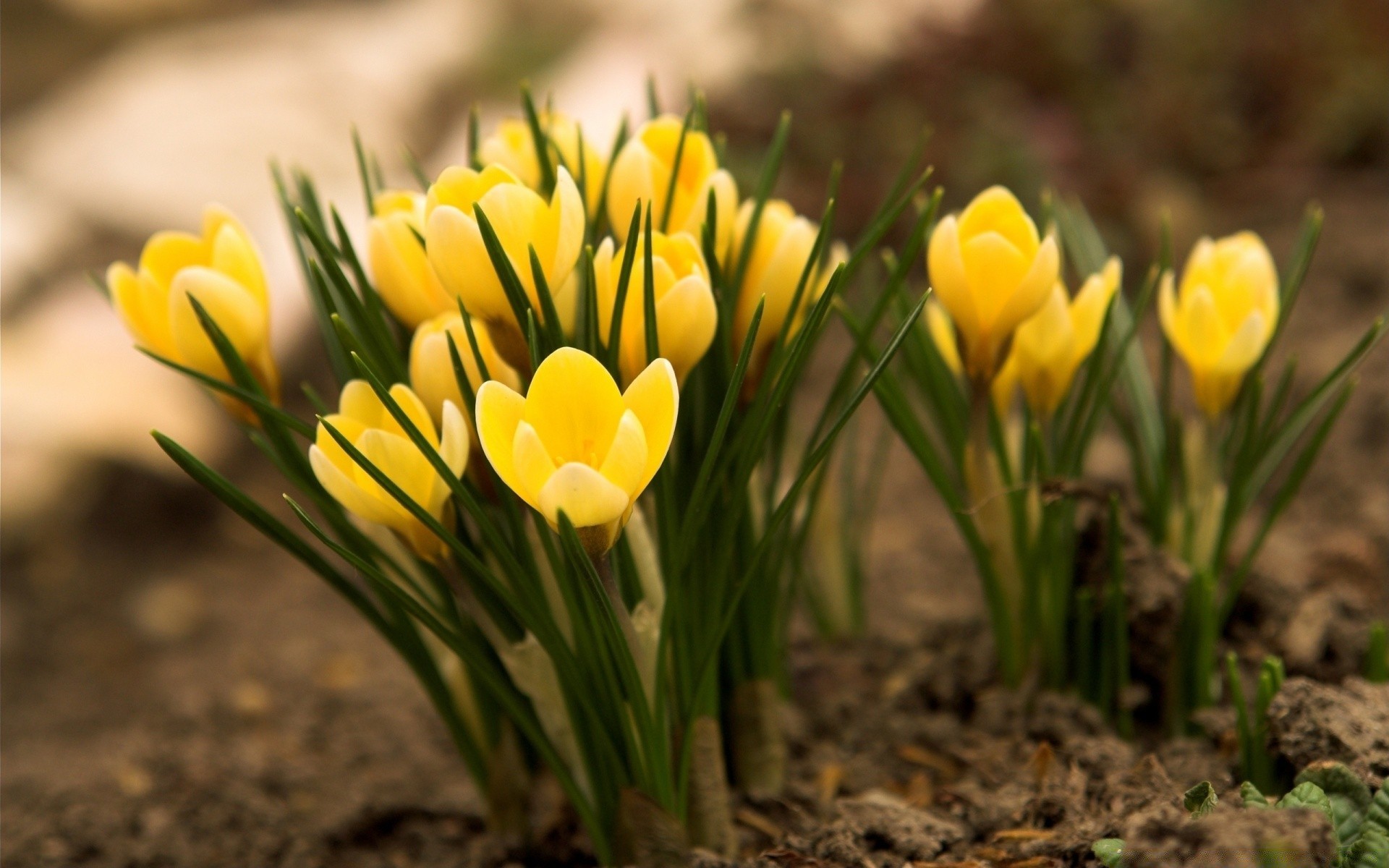 primavera natureza jardim flora flor folha verão páscoa grama temporada brilhante bom tempo crescimento ao ar livre campo tulipa pétala cor floral blooming