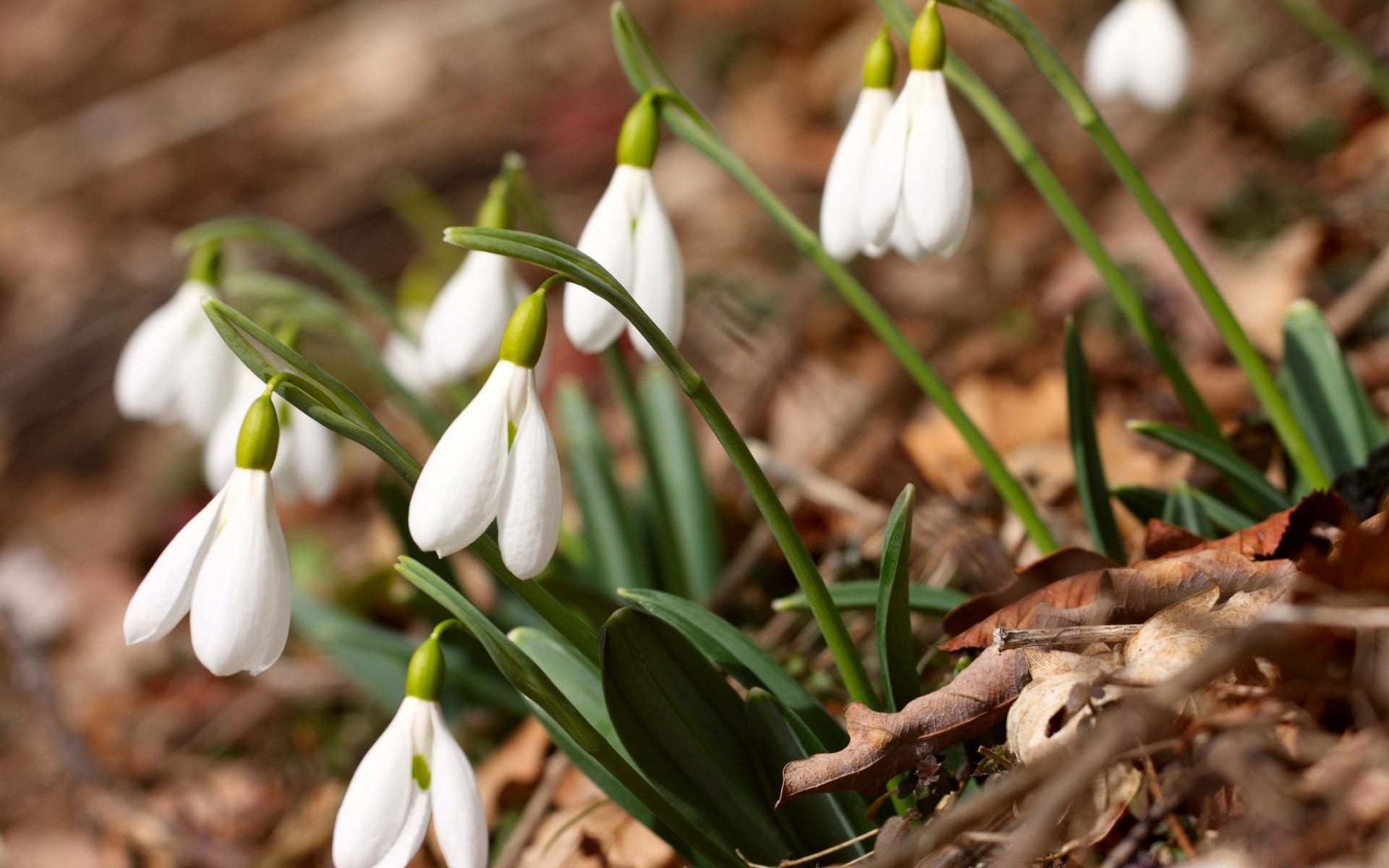 primavera natura fiore foglia stagione flora all aperto giardino petalo floreale parco primo piano presto fioritura compagno crescita erba pasqua bel tempo legno