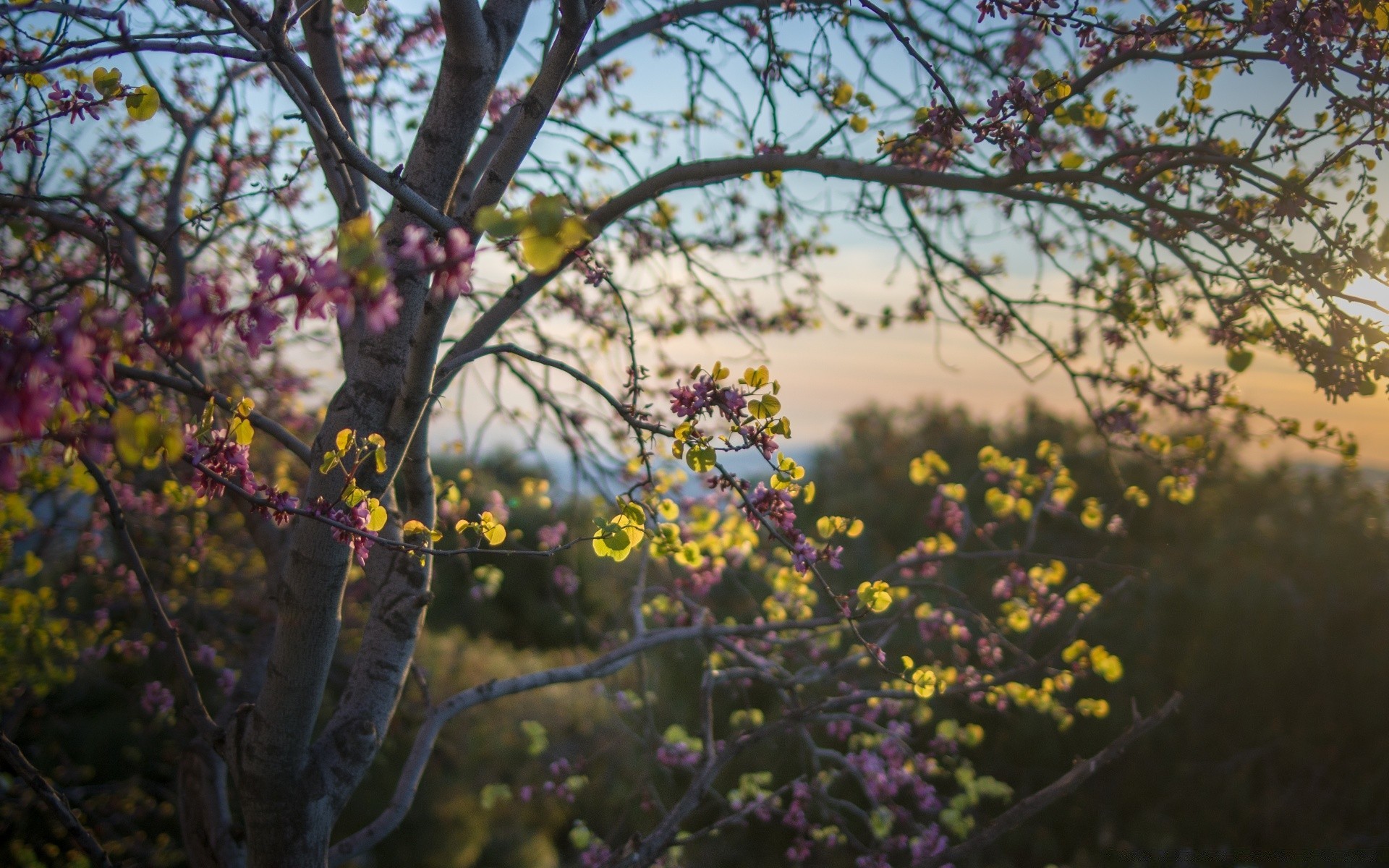 spring flower tree flora branch nature season garden growth blooming landscape leaf outdoors park color cherry floral fair weather sunny petal