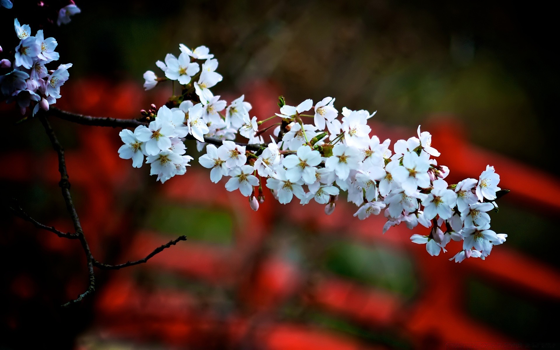 frühling blume garten flora natur blütenblatt blühen baum kirsche blatt zweig blumen saison park farbe kumpel wachstum im freien nahaufnahme