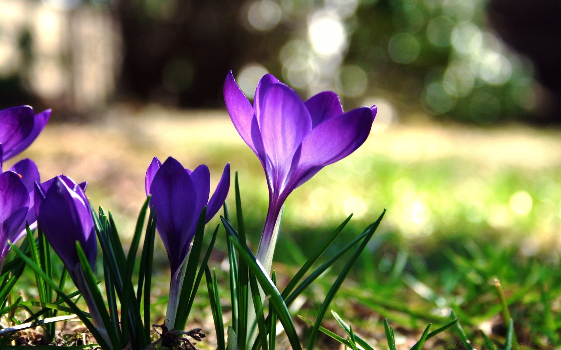 spring flower nature garden flora leaf grass floral blooming petal growth summer park color season field easter fair weather outdoors hayfield