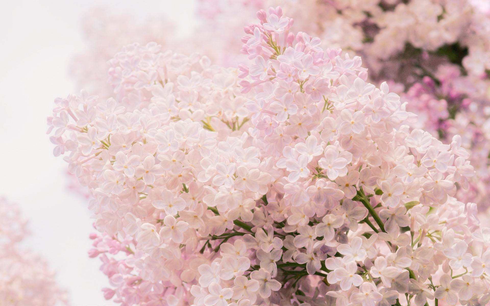 spring flower flora nature floral petal blooming garden branch tree color leaf season desktop beautiful close-up cherry lavender bright springtime