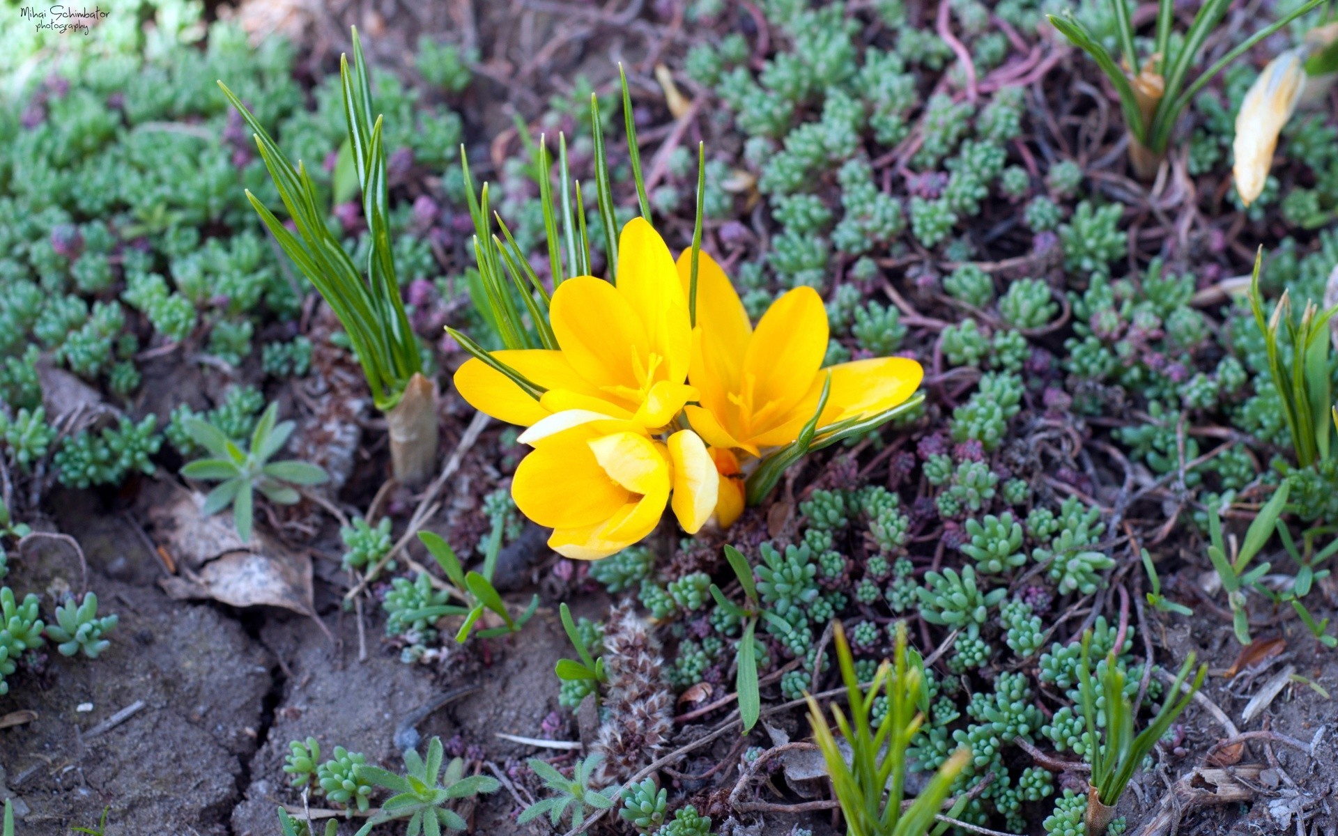 spring nature flower flora garden leaf grass season blooming growth park floral color close-up outdoors field summer botanical ground