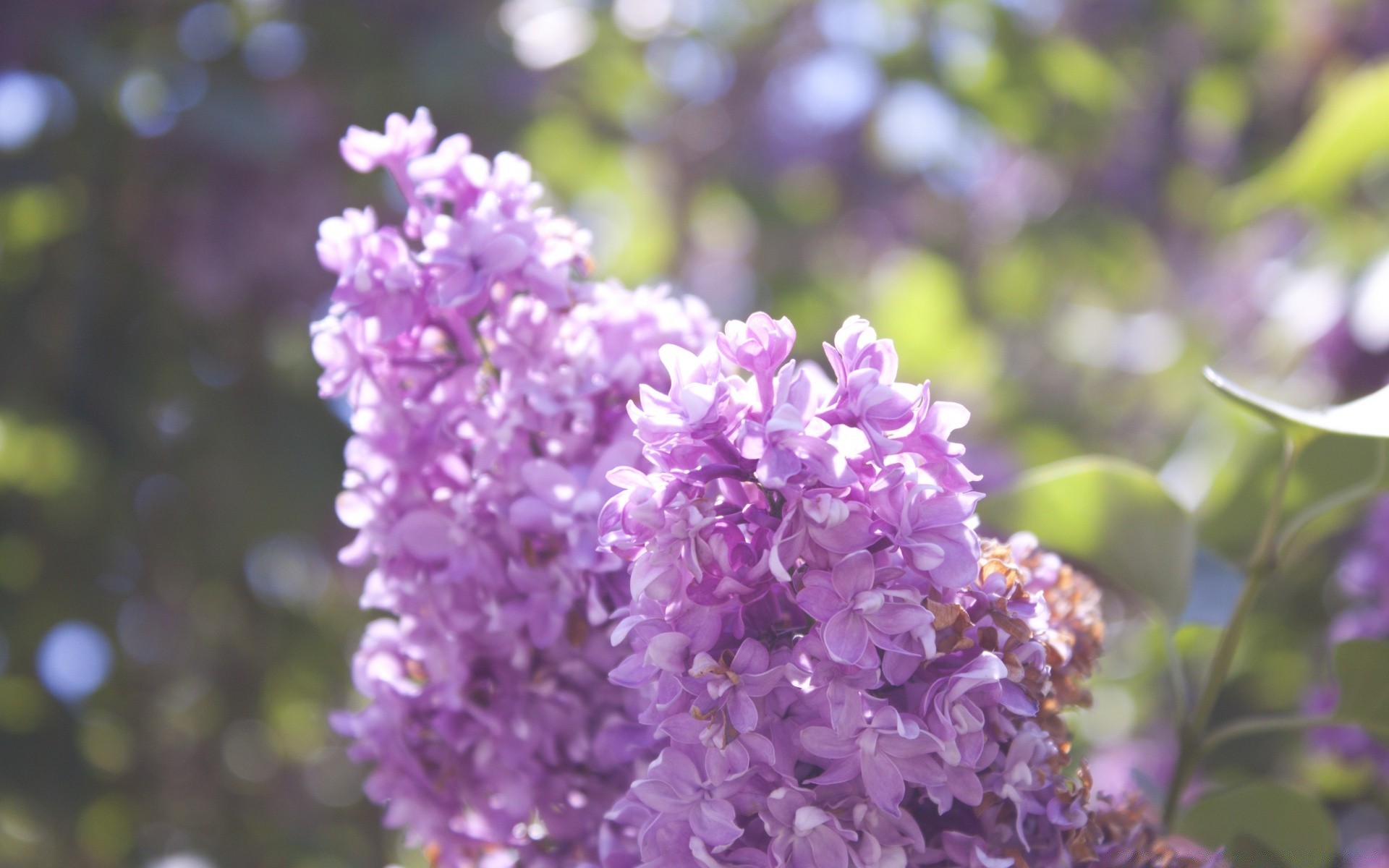 printemps fleur nature flore bluming jardin floral pétale feuille été lavande violet couleur branche arbre belle saison arbuste à l extérieur la croissance