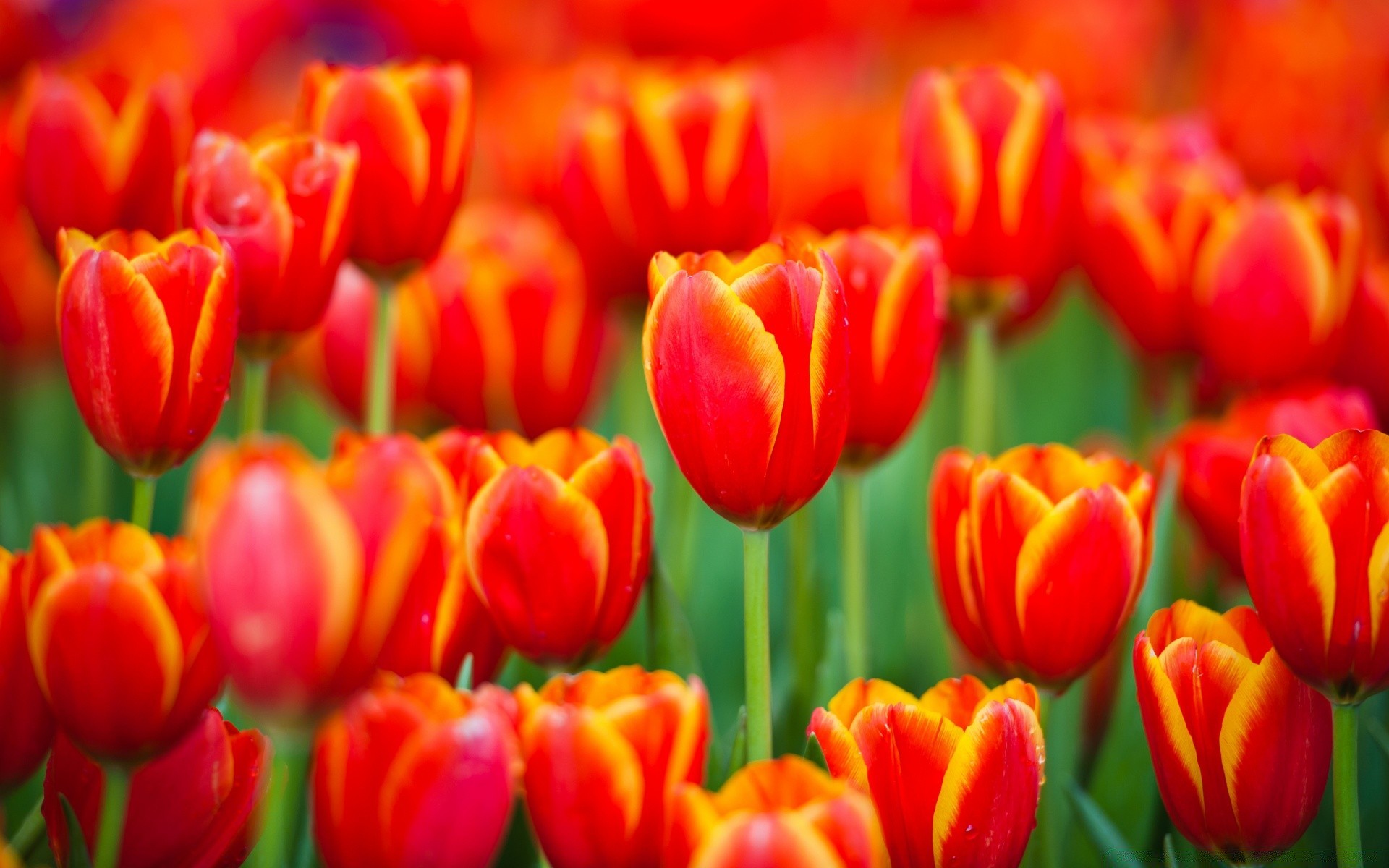 spring tulip nature bright garden flora flower color leaf floral summer easter season vibrant outdoors bouquet