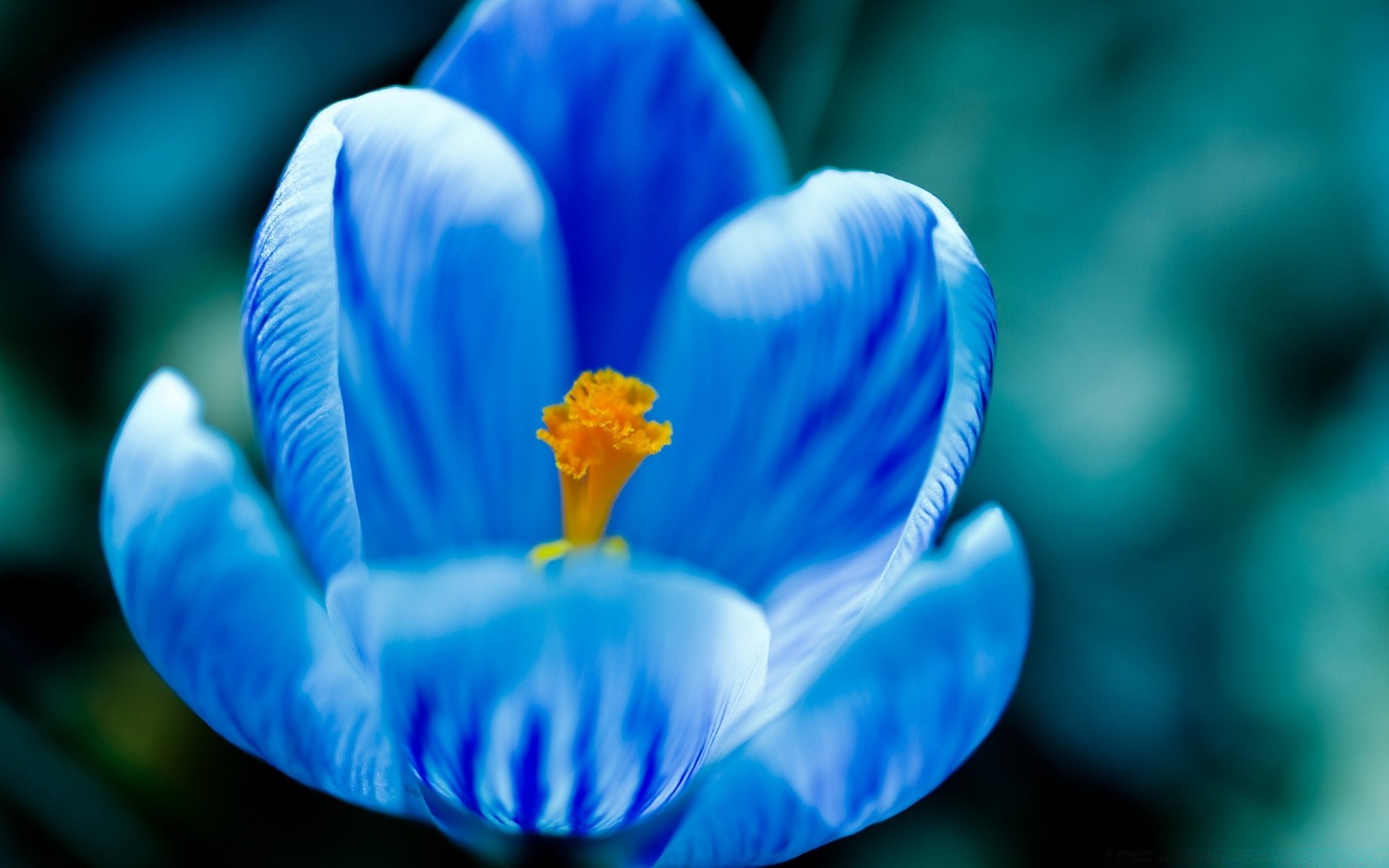 primavera sfocatura fiore natura colore biologia