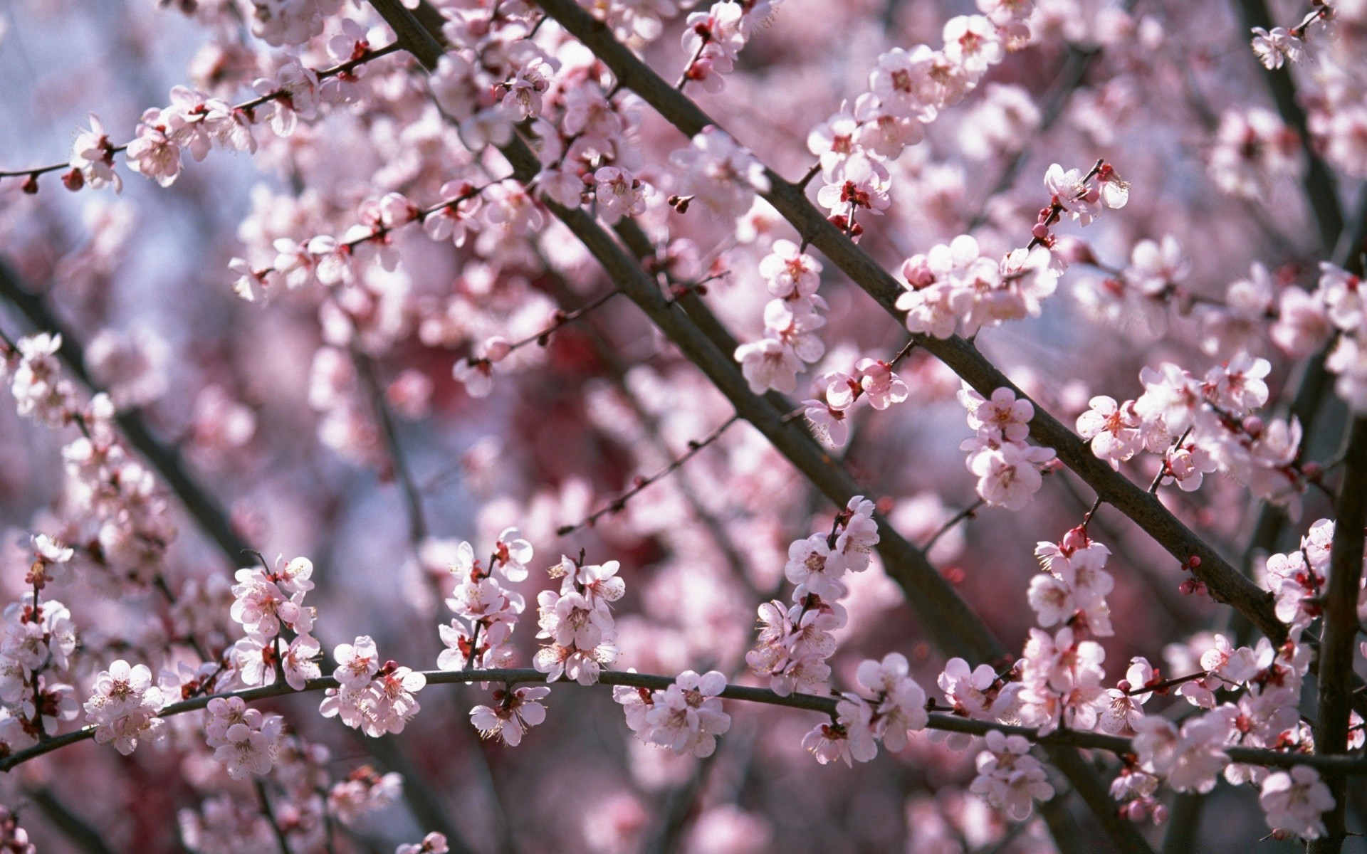 printemps cerise fleur arbre branche nature prune saison pomme flore printemps copain croissance bluming pétale floral à l extérieur feuille lumineux abricot