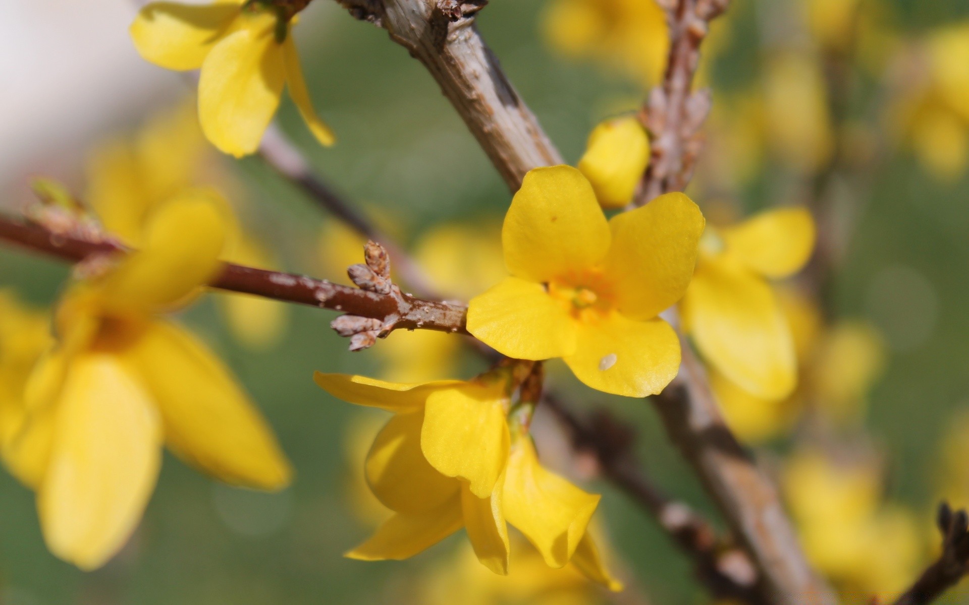 frühling natur blume flora zweig blatt garten baum aufstieg ostern blühen im freien jahreszeit hell schließen farbe kumpel frühling blumen