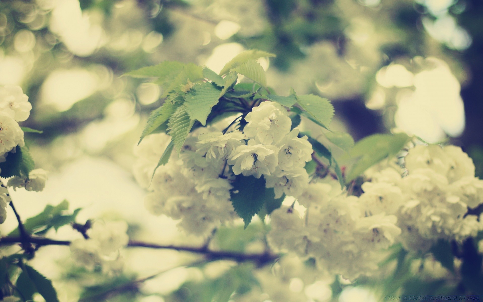 bahar çiçek doğa yaprak ağaç flora bahçe sezon şube bulanıklık çiçek yaz açık havada güzel renk güzel hava güneş park yakın çekim parlak