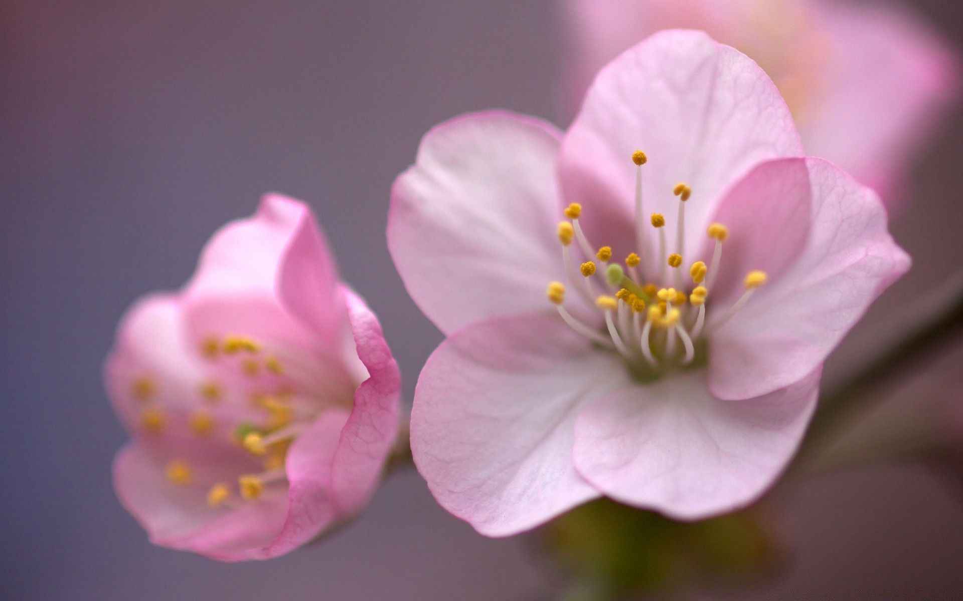 printemps fleur nature cerise flore pétale tendre jardin feuille bluming copain branche croissance été