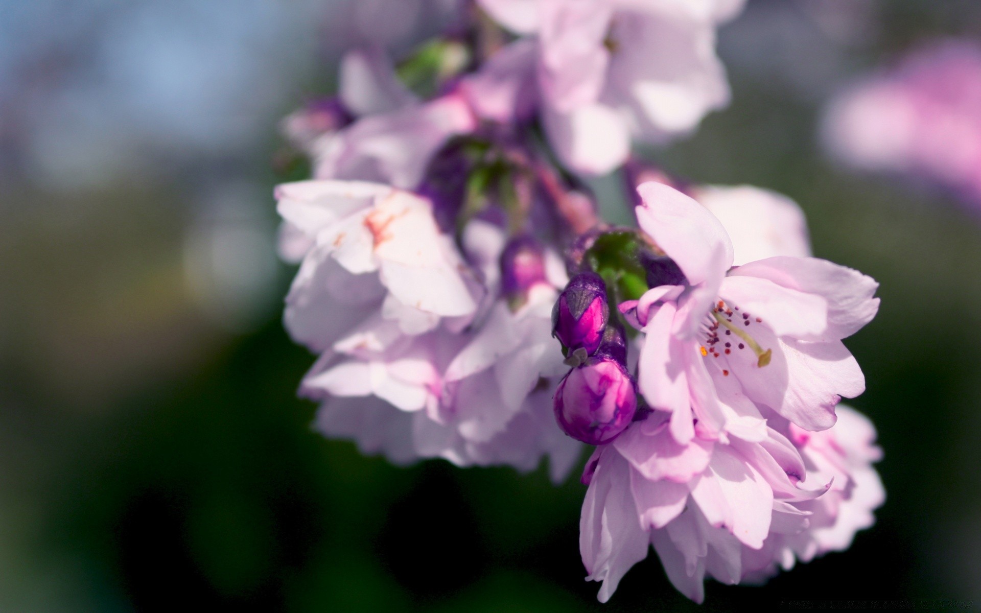 bahar çiçek doğa yaprak flora bahçe yaz çiçek açan petal çiçek açık havada güzel bulanıklık narin büyüme parlak renk yakın çekim