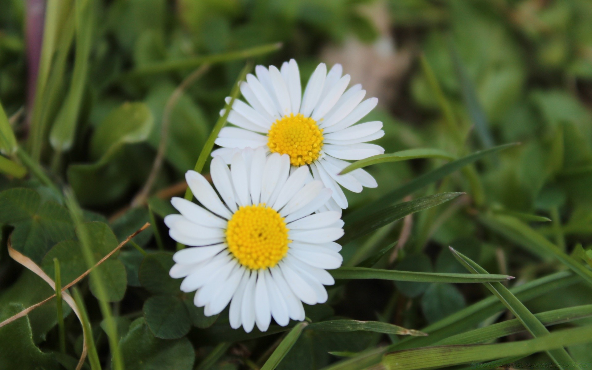 frühling natur flora sommer blume garten feld saison schließen gras hell blatt blühen heuhaufen blumen schön im freien farbe blütenblatt