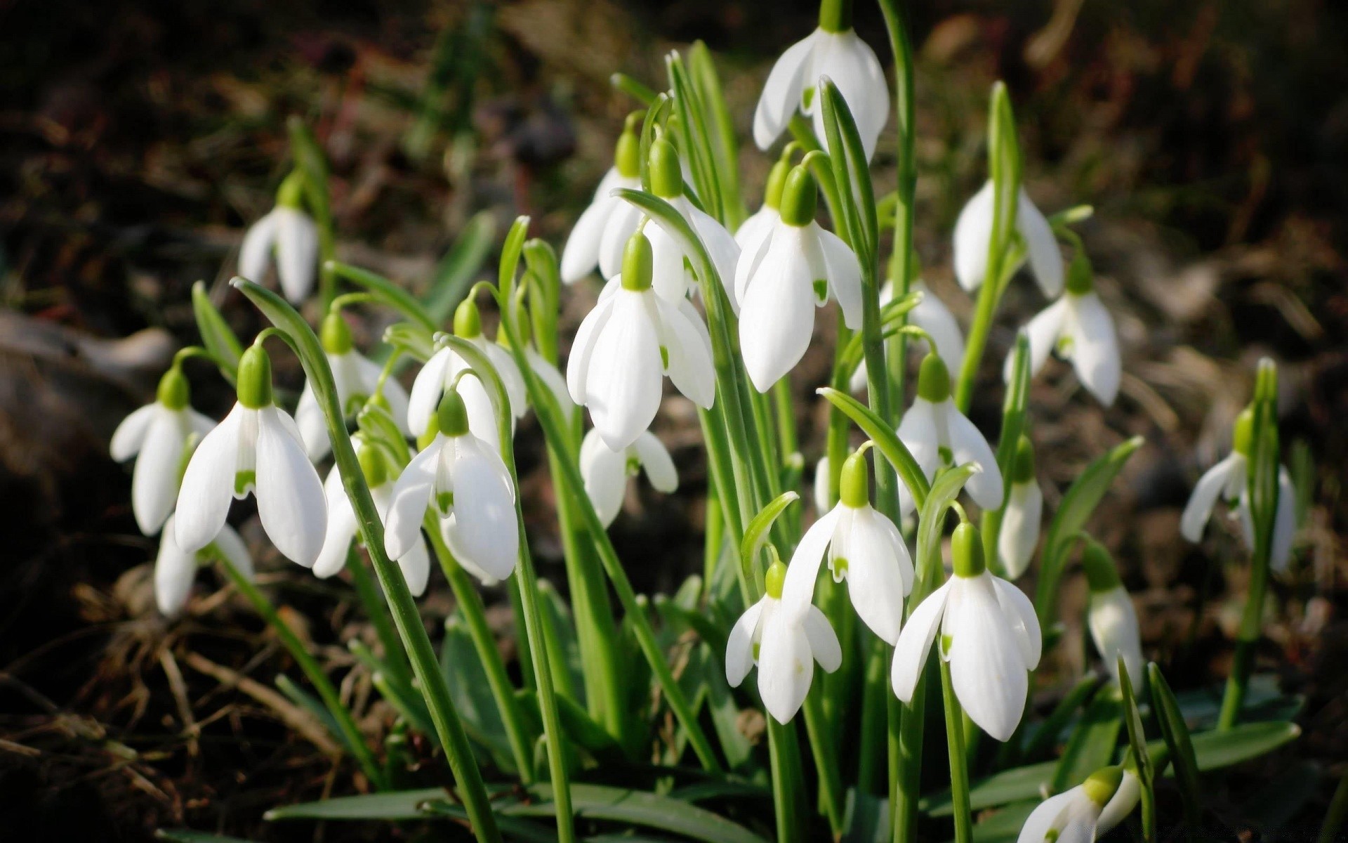 wiosna kwiat natura flora sezon liść ogród kwiatowy płatek park zbliżenie bluming wiosna kolego głowa na zewnątrz wczesne lampy trawa wzrost