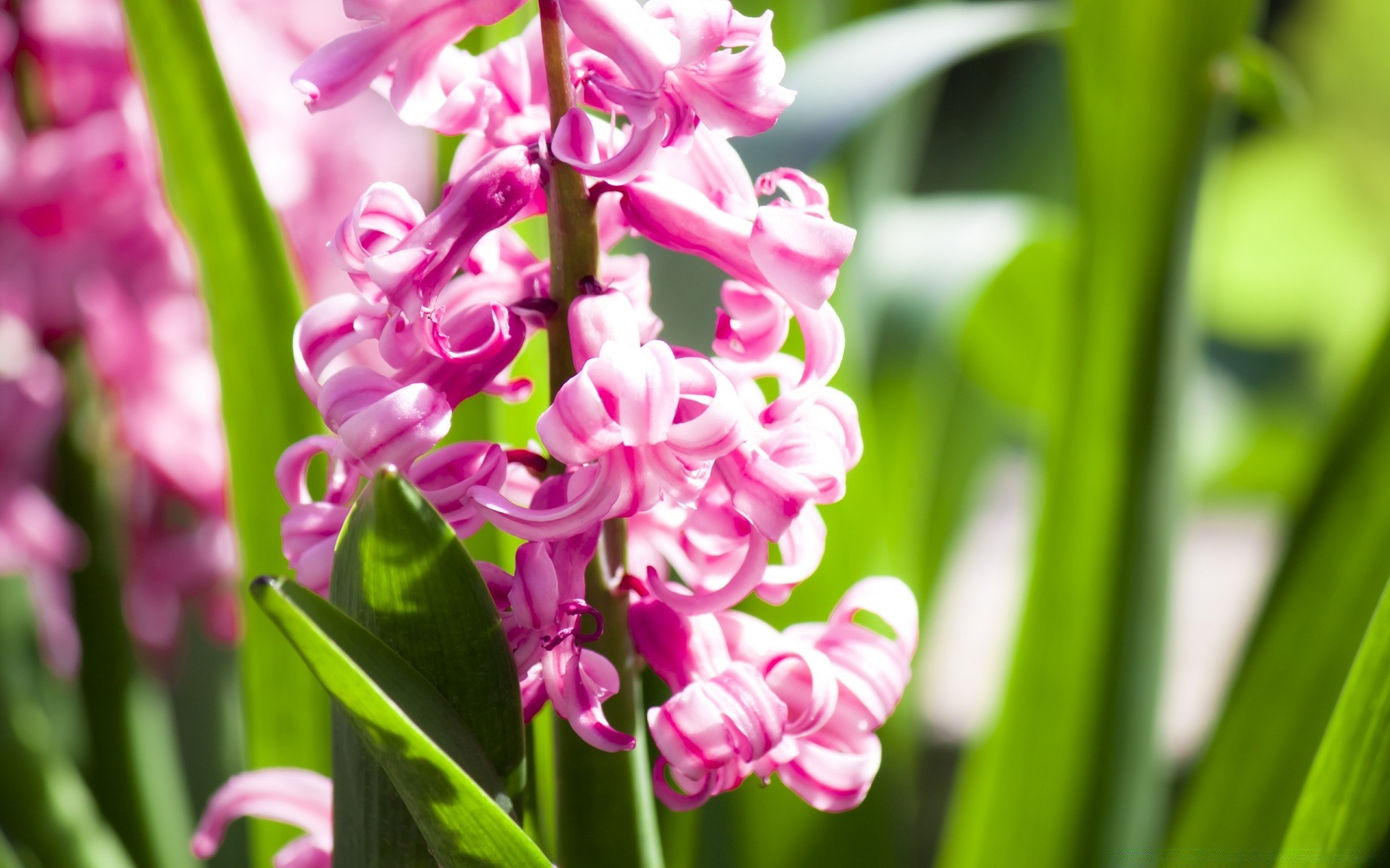 bahar flora doğa yaprak bahçe çiçek yaz renk çiçek büyüme petal kabuk parlak çiçek açan sezon yakın çekim