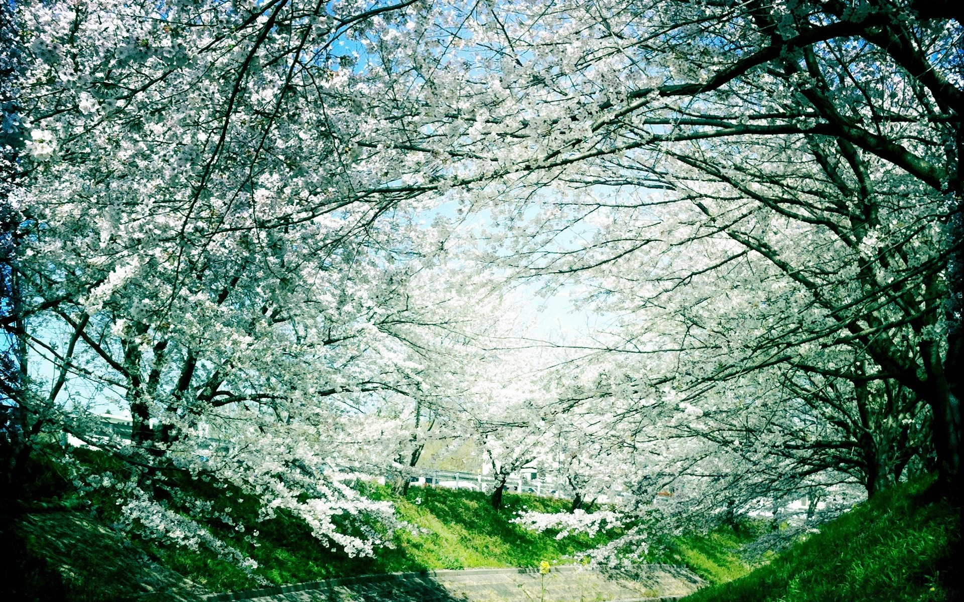 printemps arbre saison paysage branche parc bois nature feuille brouillard paysage environnement extérieur aube scène hiver scénique beau temps météo guide flore