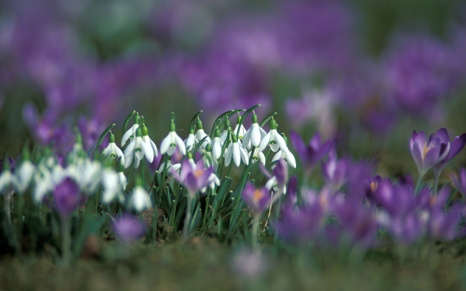 frühling blume natur garten gras flora feld ostern heu krokus gutes wetter im freien violet blatt wachstum blühen blumen sommer jahreszeit hell