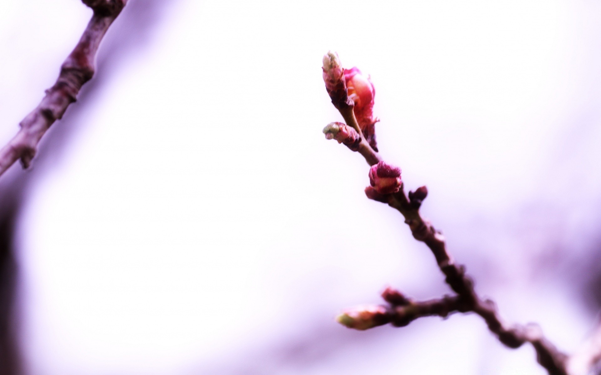 spring blur tree nature bud branch outdoors flower delicate