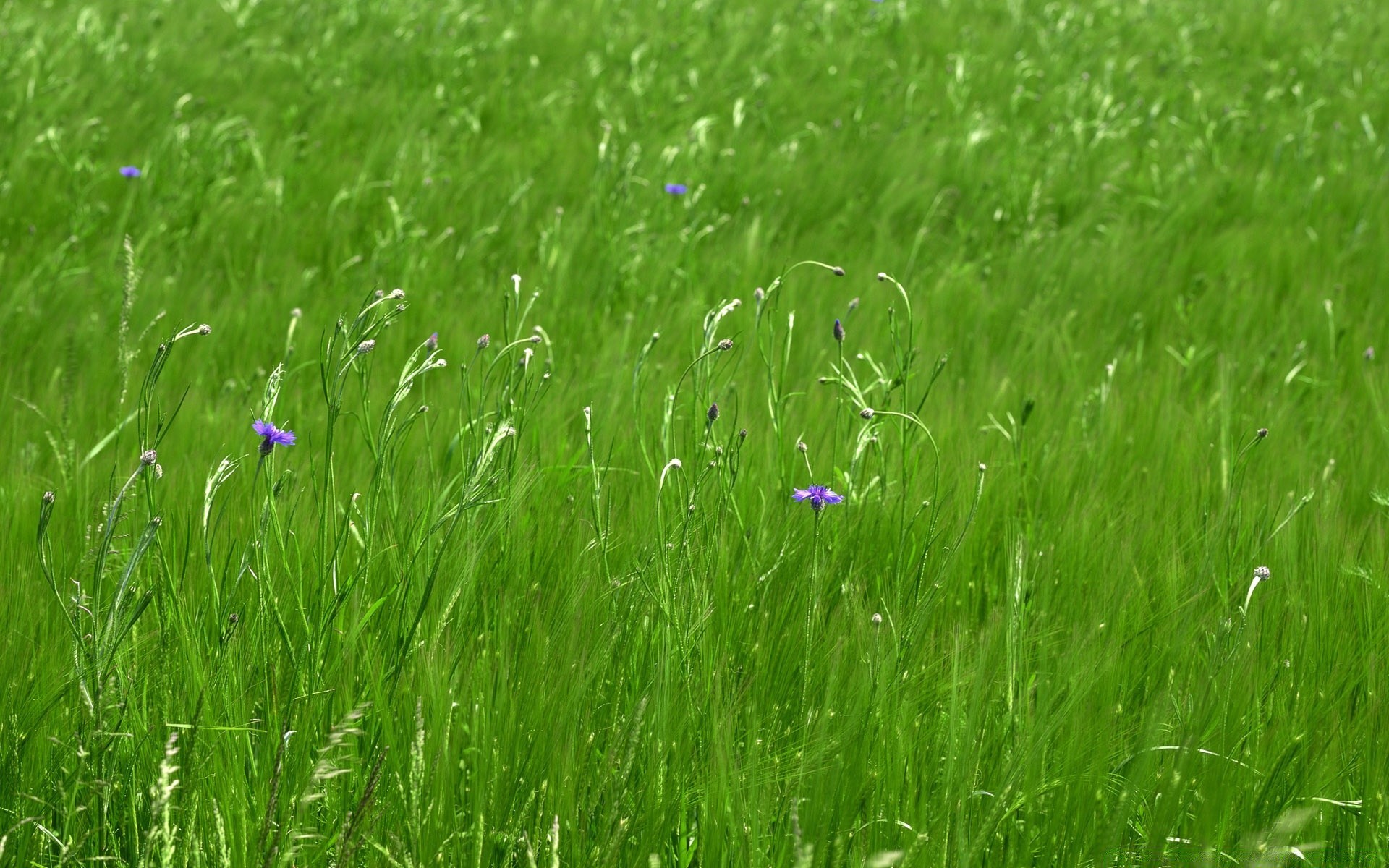 Зеленый луг алтайский край. Луговые травы. Трава на лугу. Зеленые Луга. Весенний луг.