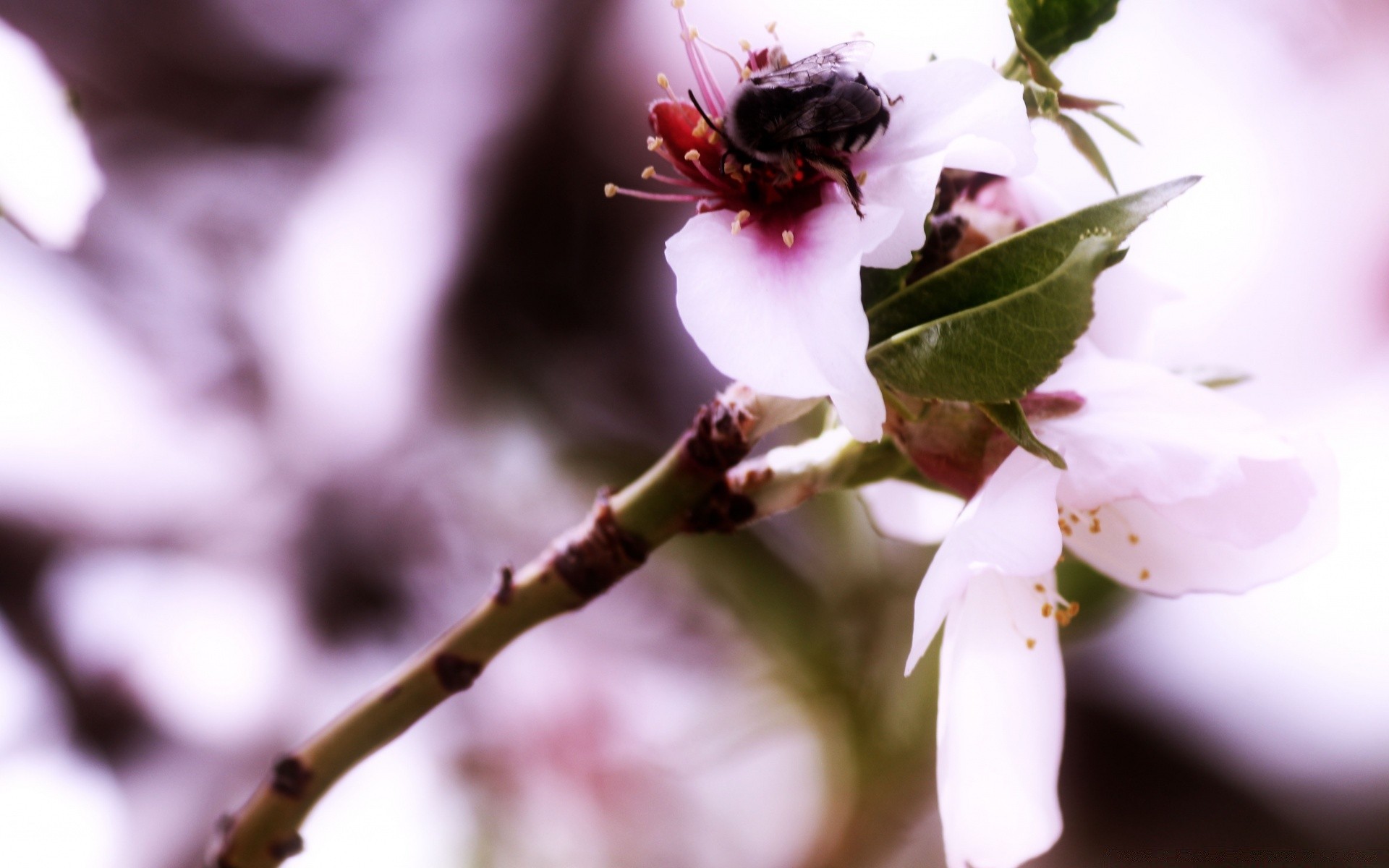 wiosna natura kwiat liść drzewo na zewnątrz wiśnia oddział rozmycie flora jabłko kolego ogród owad