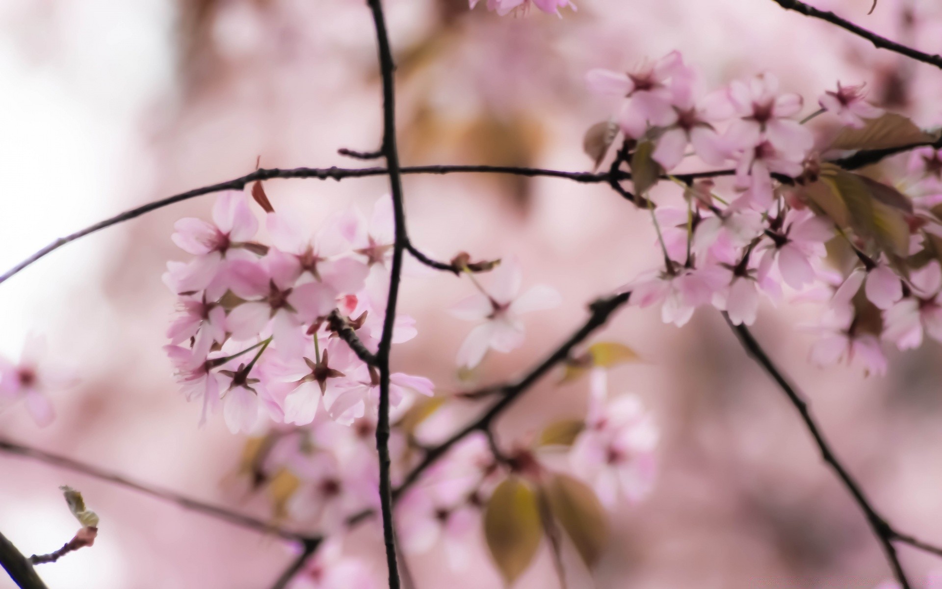 printemps fleur cerise nature branche arbre flore feuille jardin dof croissance pétale bluming pomme gros plan flou copain tendre à l extérieur été