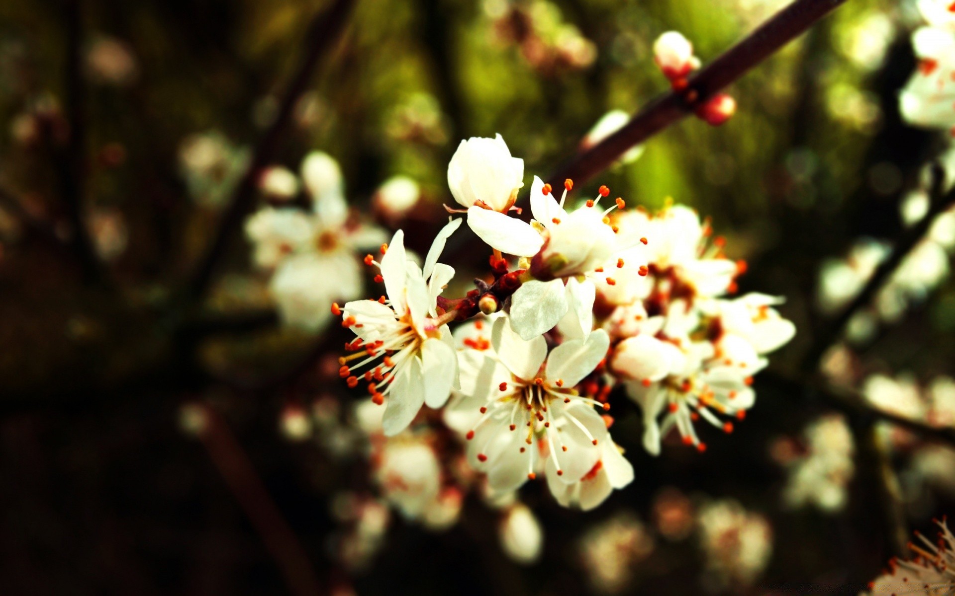 frühling blume kirsche apfel natur baum zweig kumpel flora garten blatt im freien blühen blütenblatt unschärfe wachstum