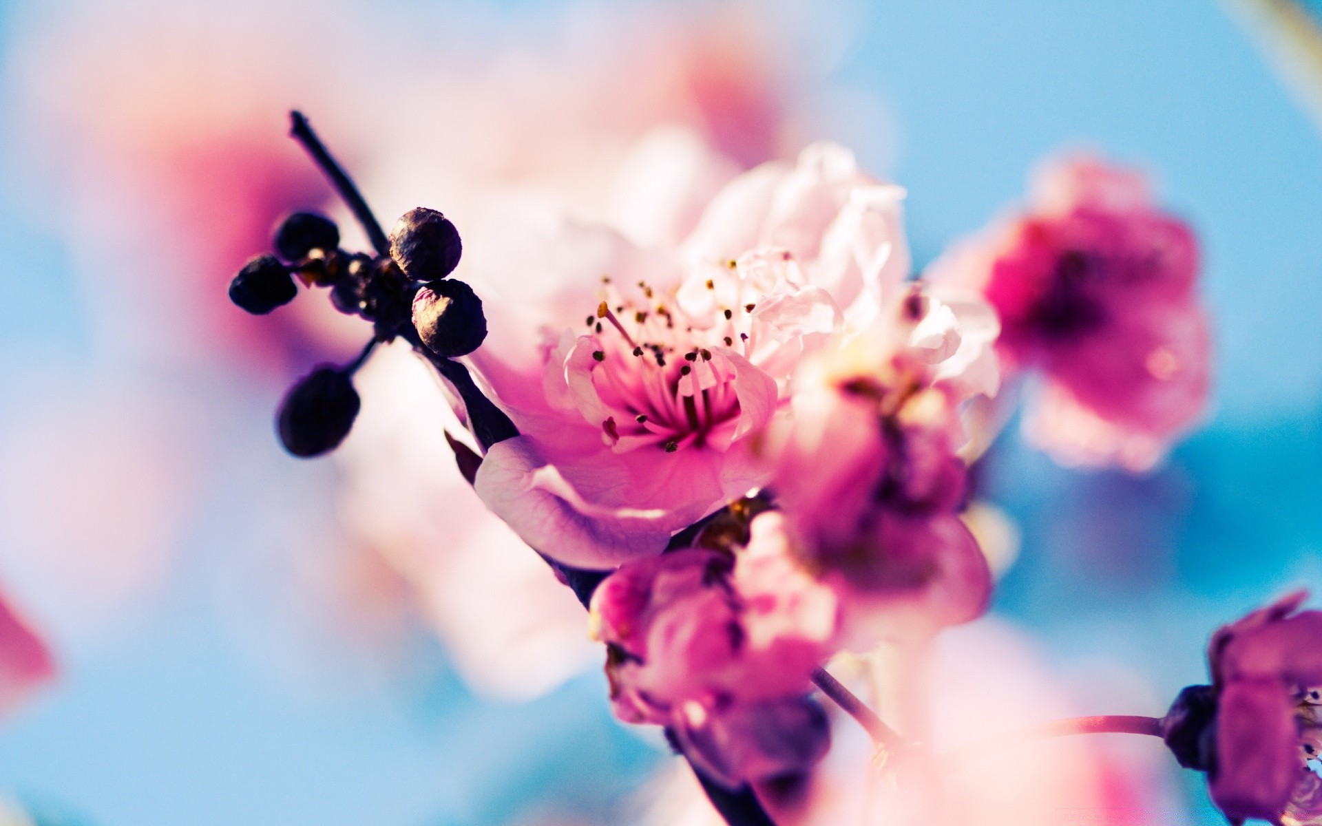 bahar çiçek doğa bulanıklık yaz açık havada flora bahçe yaprak dof güzel hava koşulları