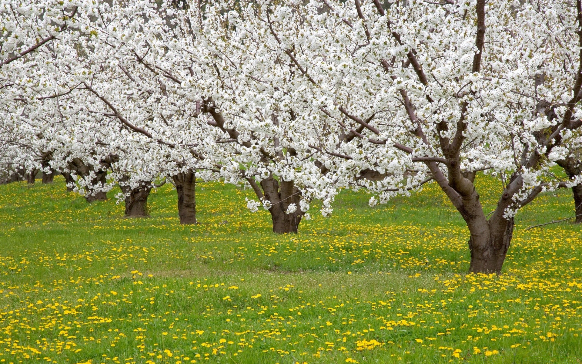 printemps arbre cerise fleur printemps paysage pomme branche saison parc nature flore croissance arbre fruitier jardin feuille pommier à l extérieur rural bluming