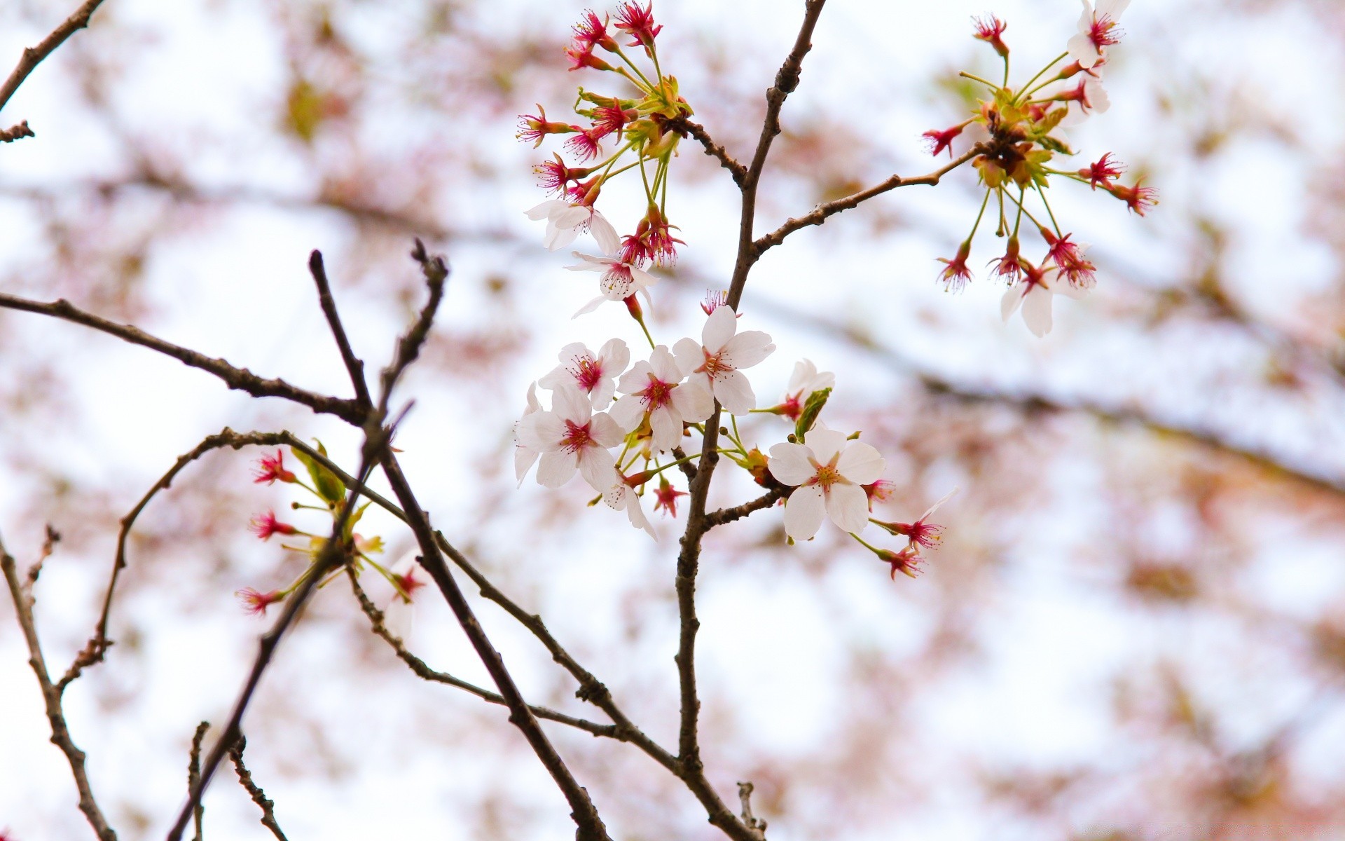 frühling natur blume kirsche zweig baum im freien hell wachstum blatt winter gutes wetter flora jahreszeit apfel kumpel