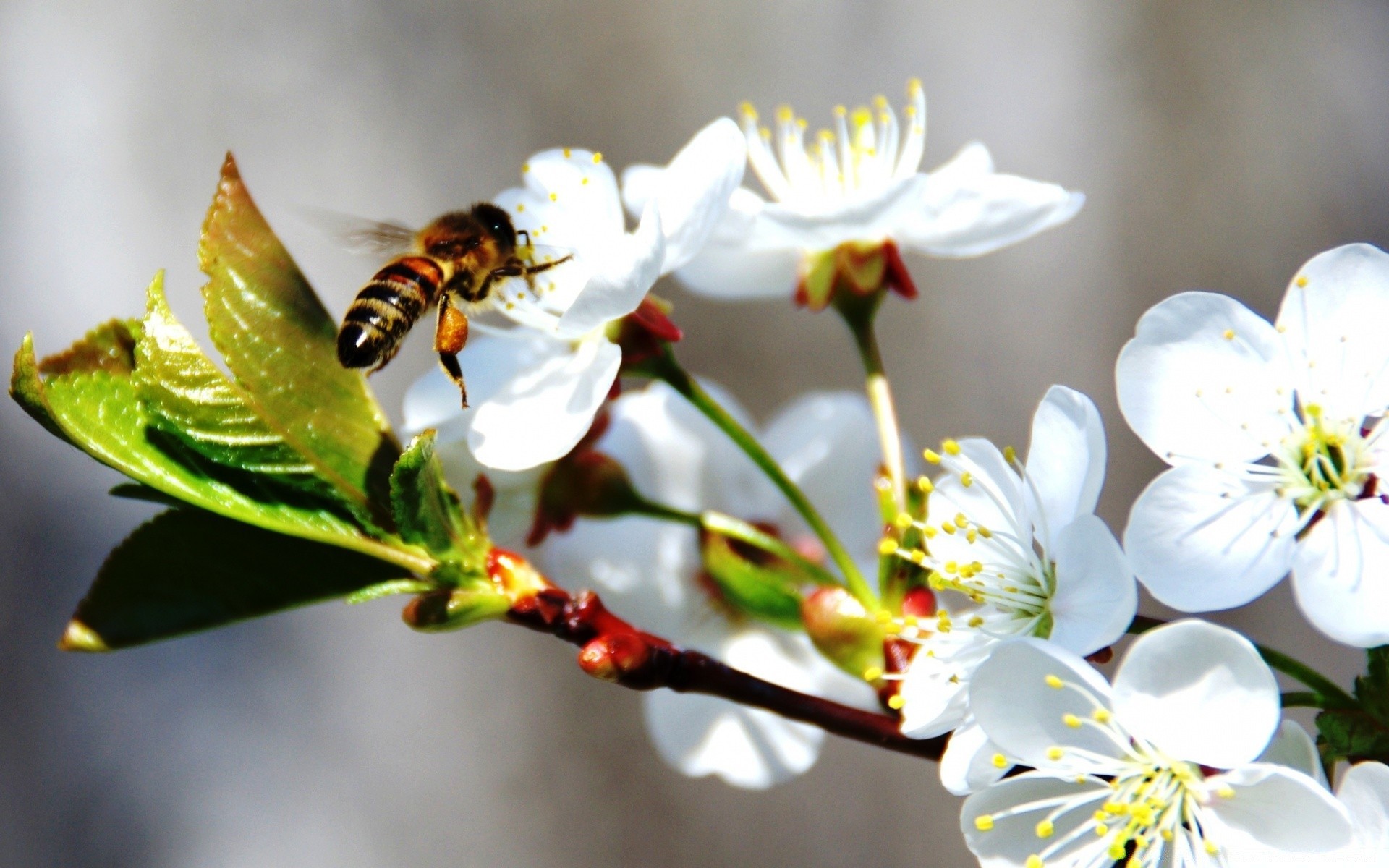 wiosna pszczoła kwiat natura owad pyłek miód zapylanie liść flora płatek lato pszczoły na zewnątrz wiśnia ogród osa drzewo jabłko nektar