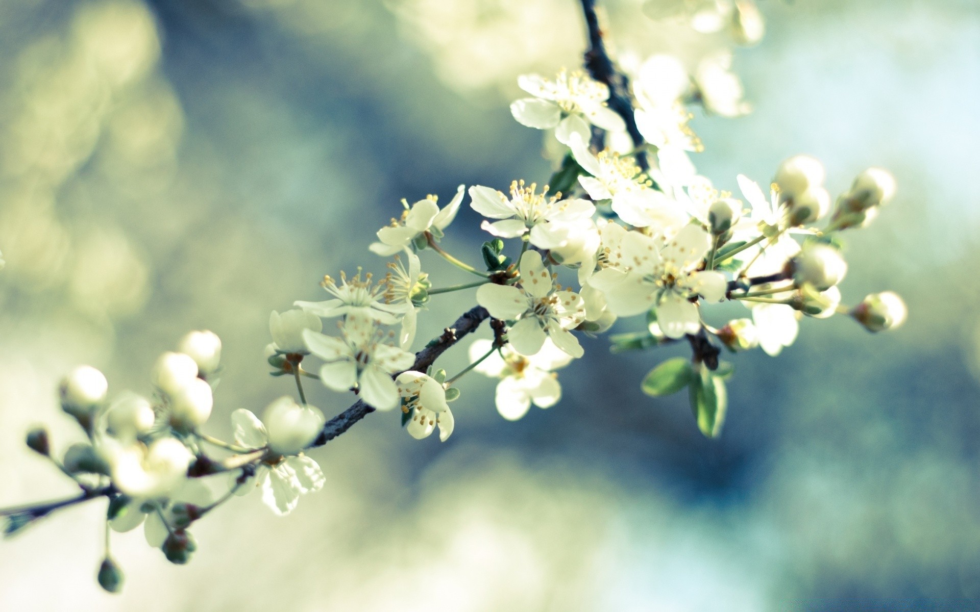 spring flower tree branch nature cherry flora season leaf apple garden bud blooming floral growth blur outdoors fair weather petal summer