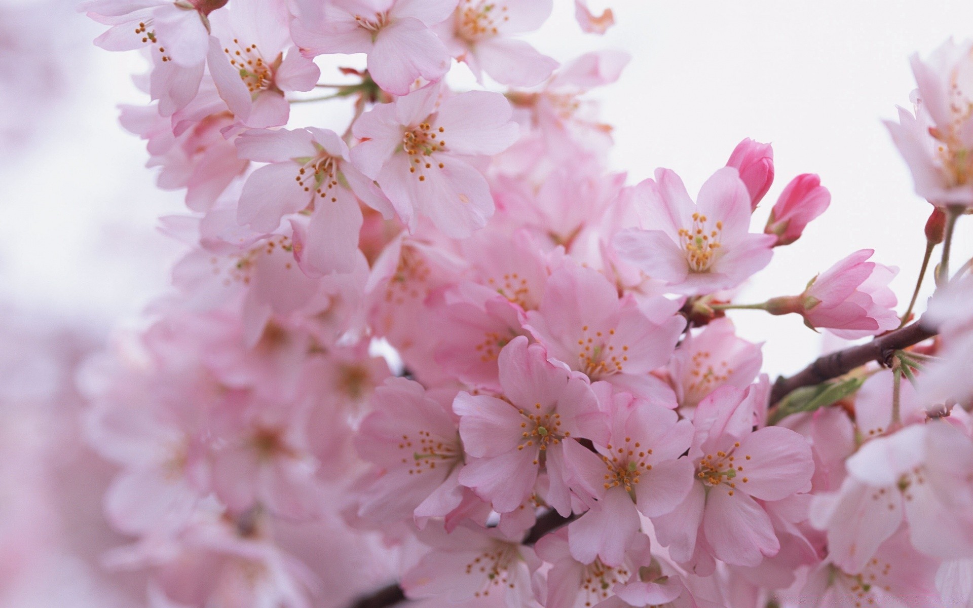 spring flower cherry flora nature branch garden blooming season tree petal floral springtime bud leaf growth delicate color summer easter